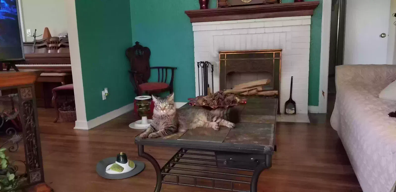 Lost cat in Jacksonville, FL, 32218