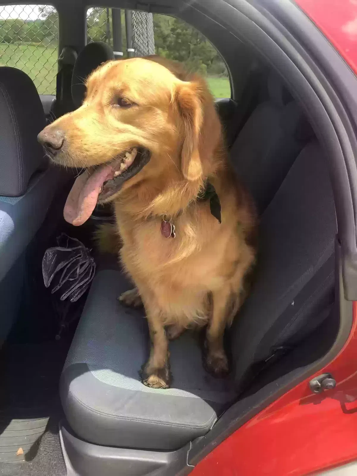 Lost dog in Kountze, TX, 77625