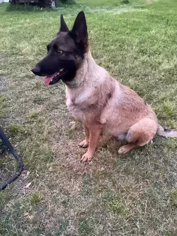 Lost dog in Highlands, TX, 77562