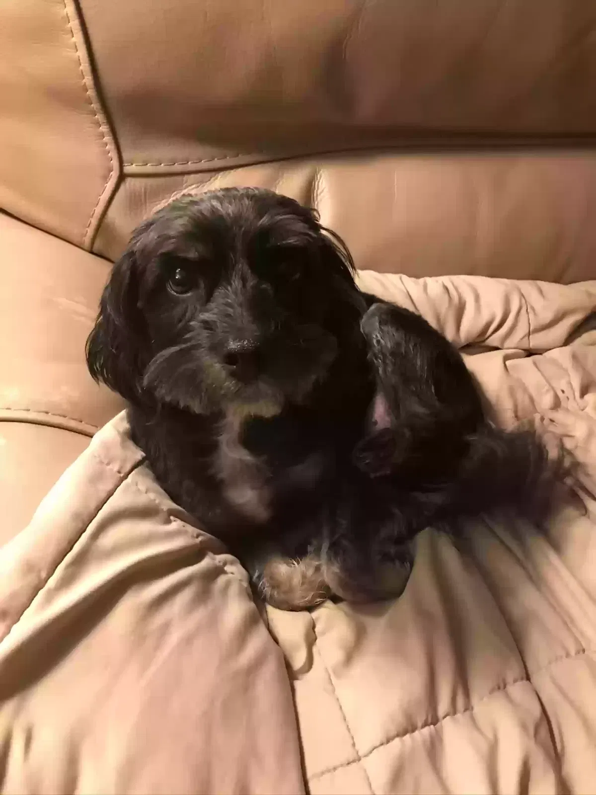 Lost dog in East Peoria, IL, 61611