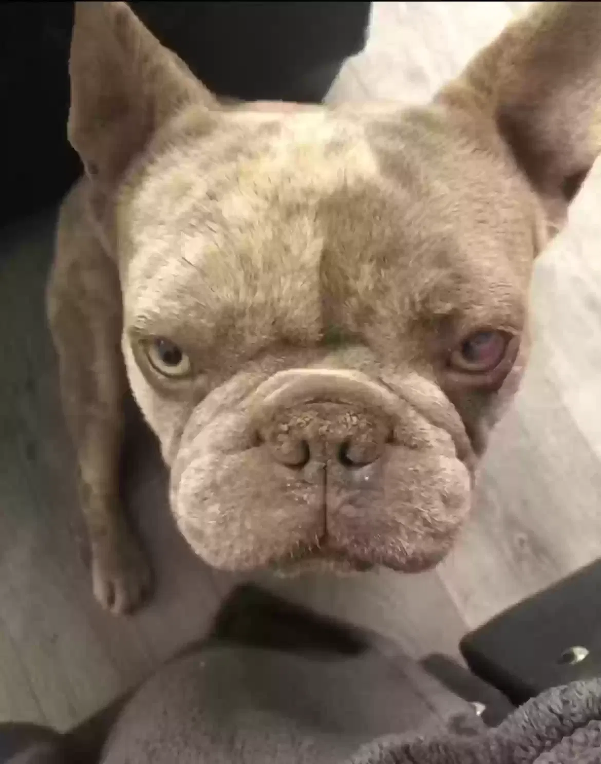 Lost dog in Littlerock, CA, 93543
