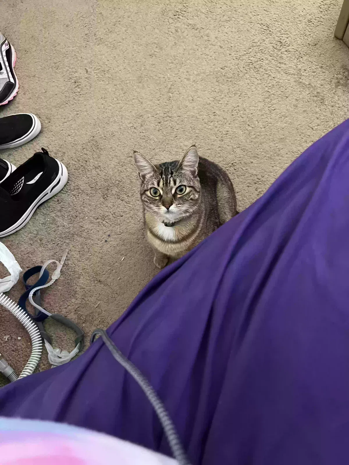 Lost cat in Vallejo, CA, 94591