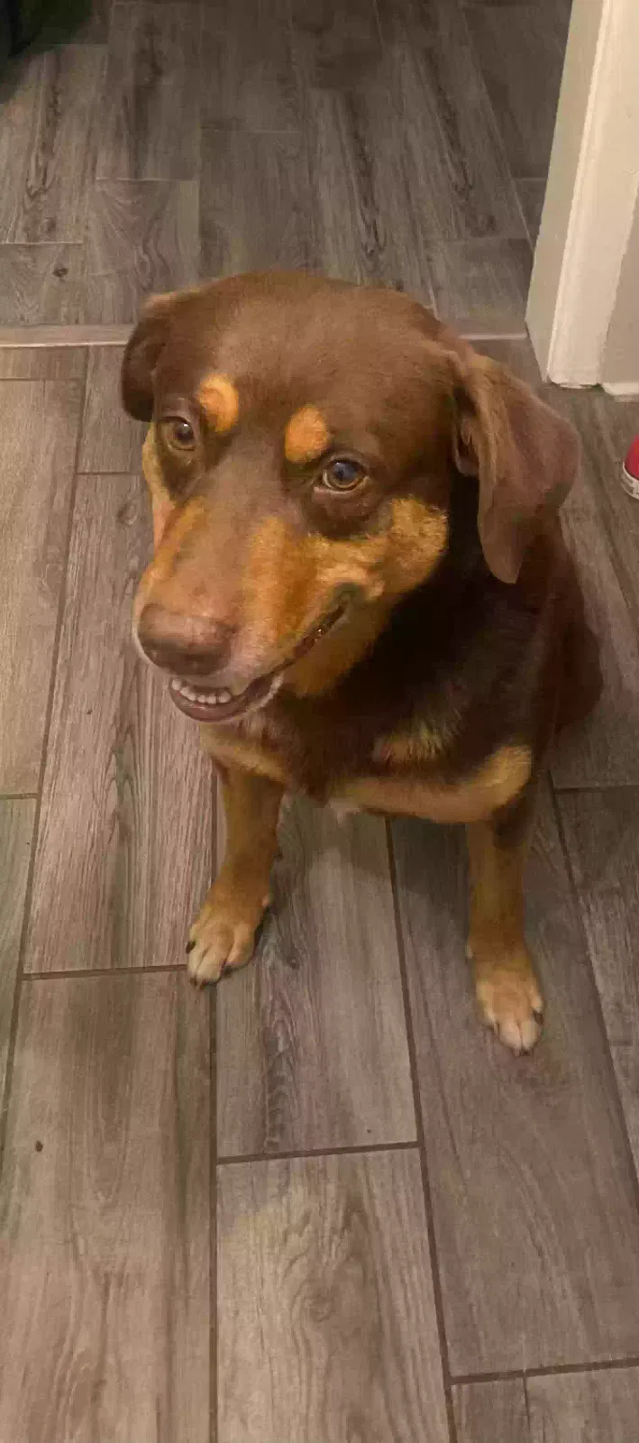 Lost dog in Corpus Christi, TX, 78411