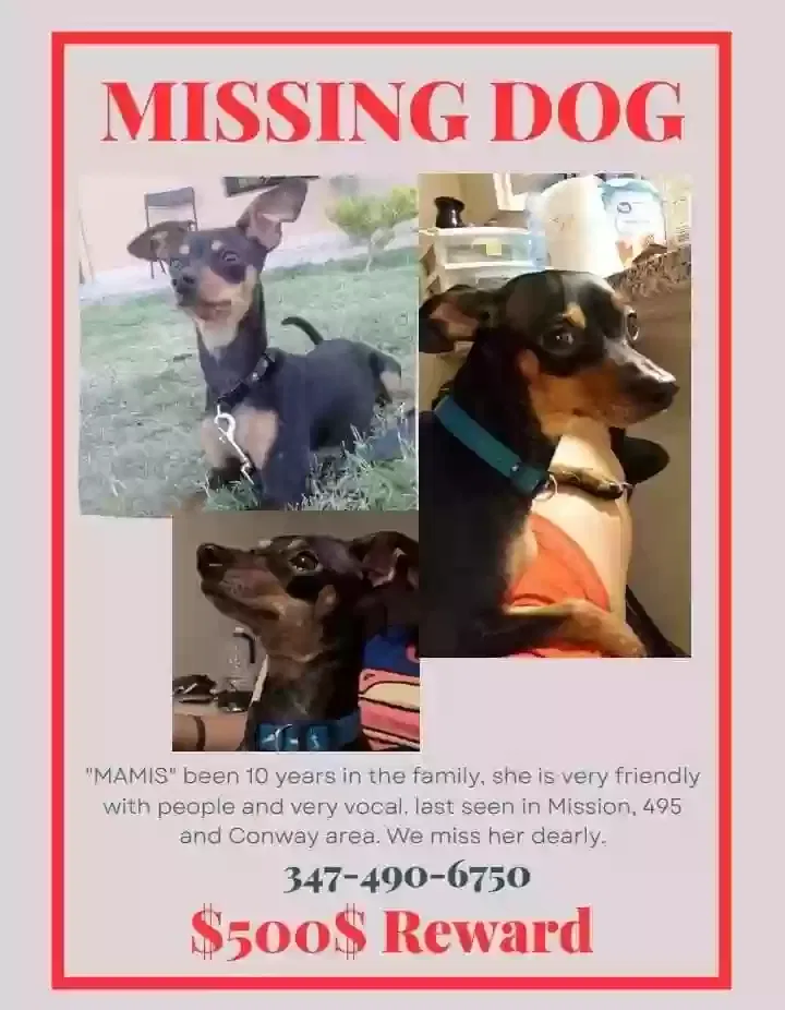 Lost dog in Mission, TX, 78574