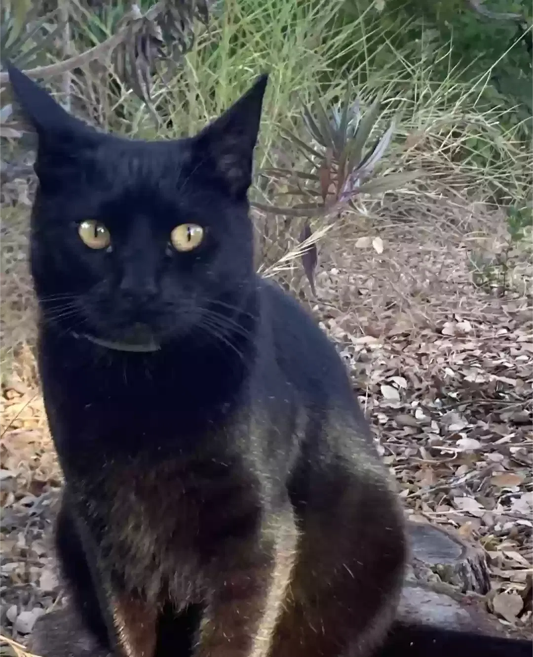 Lost cat in Davis, CA, 95616