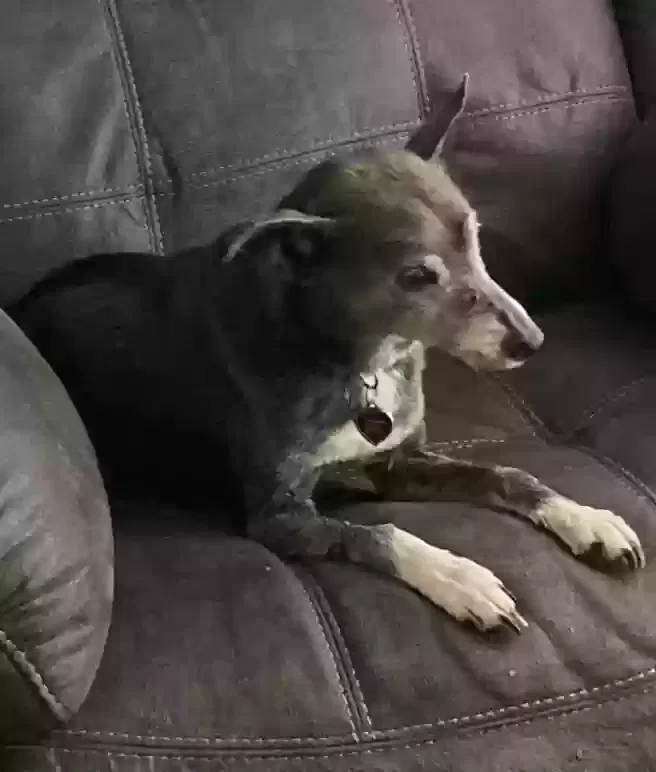 Lost dog in Lexington, KY, 40515