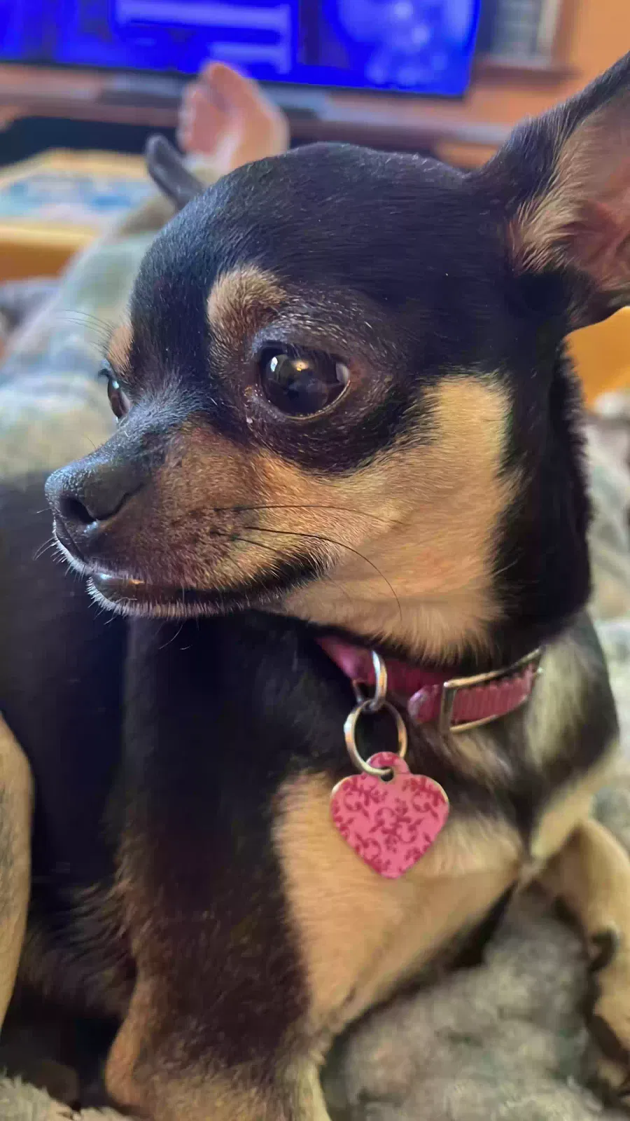 Lost dog in Bradenton, FL, 34208