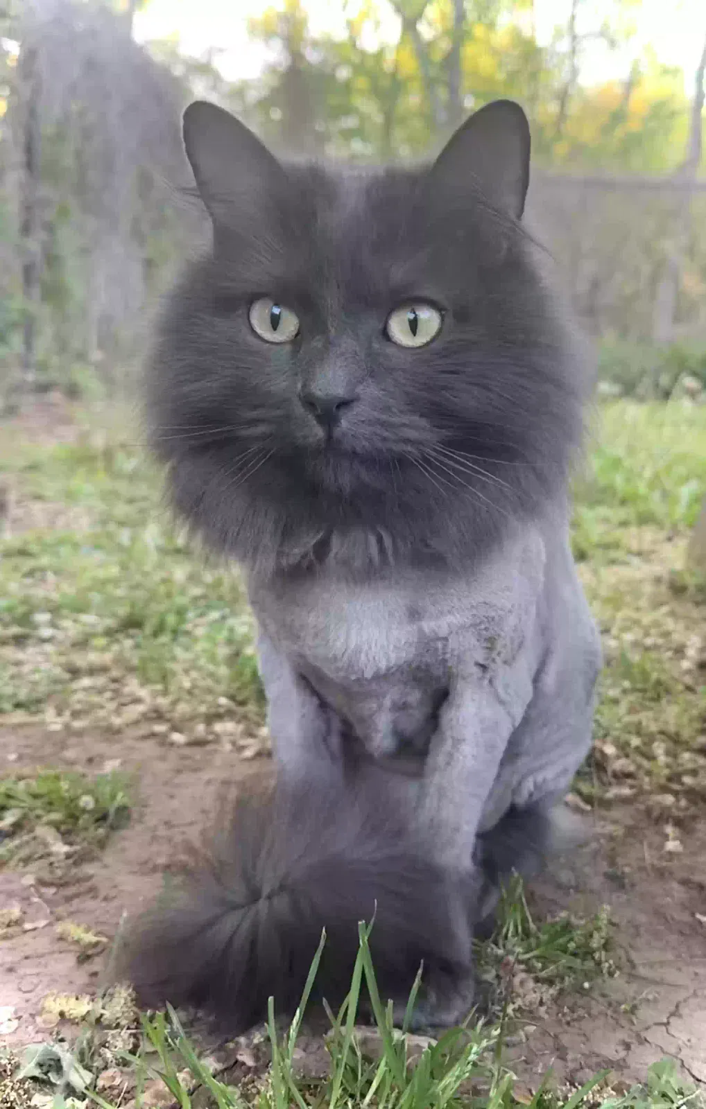 Lost cat in Edmond, OK, 73013