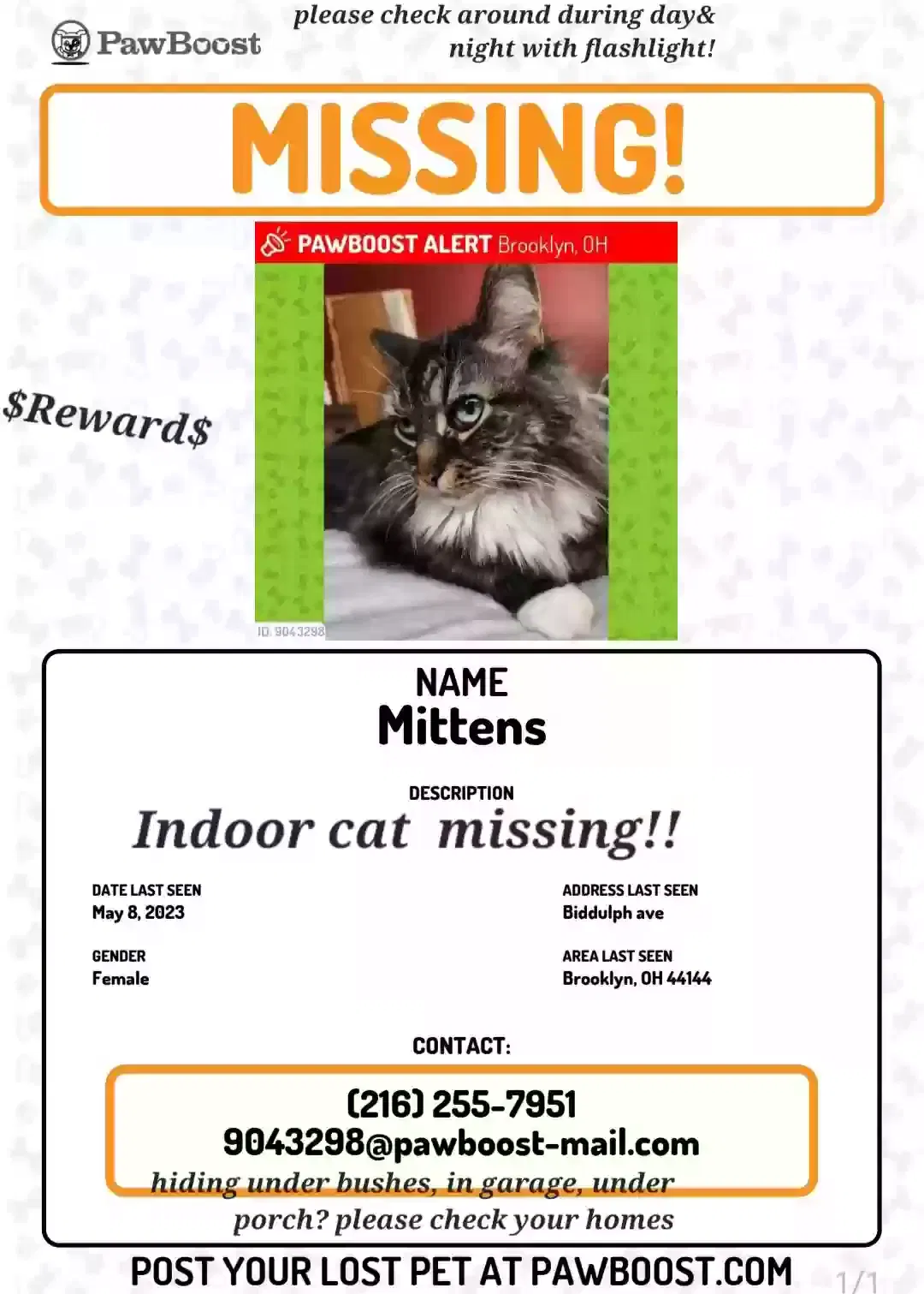 Lost cat in Cleveland, OH, 44144