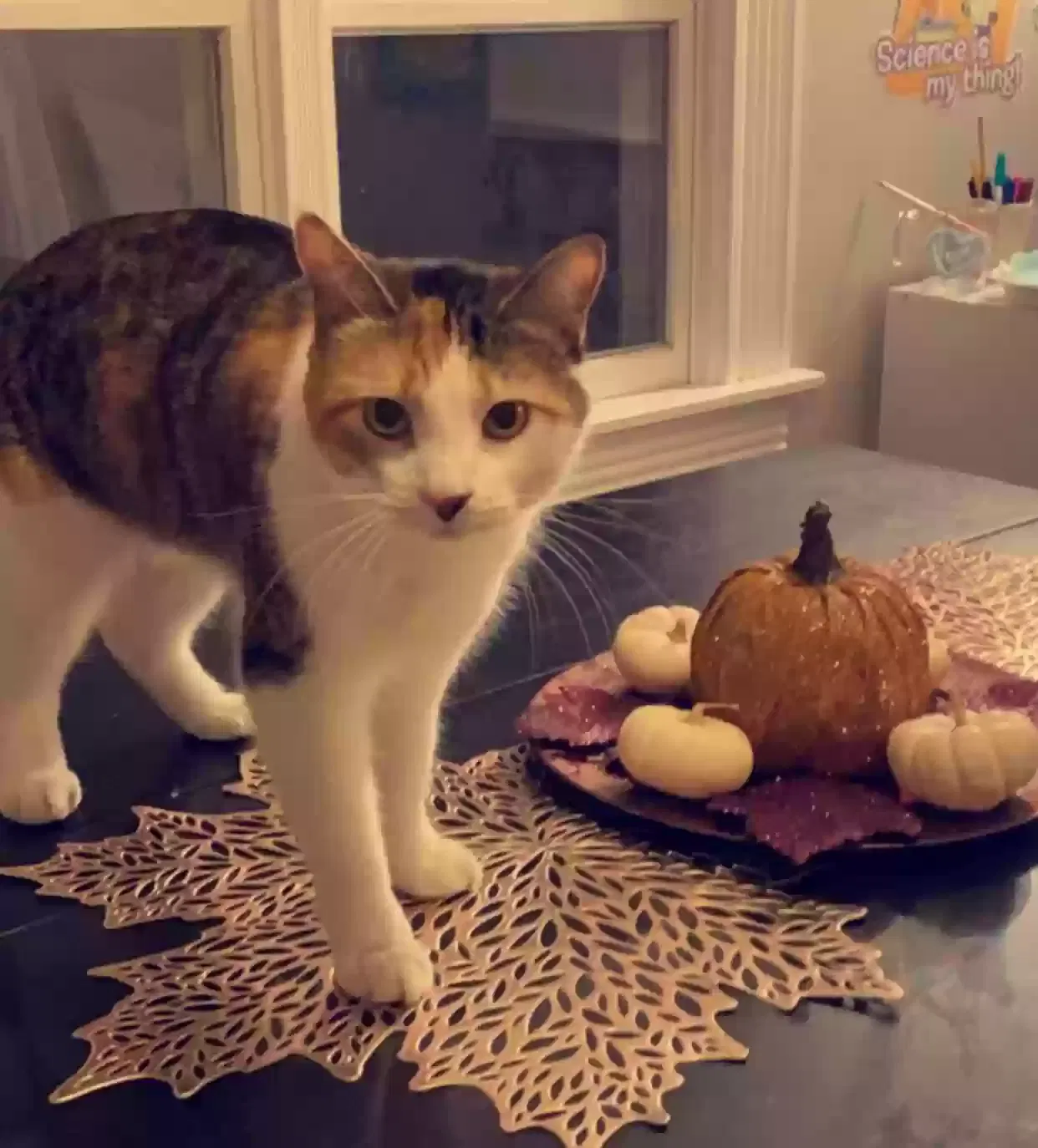 Lost cat in Weare, NH, 3281