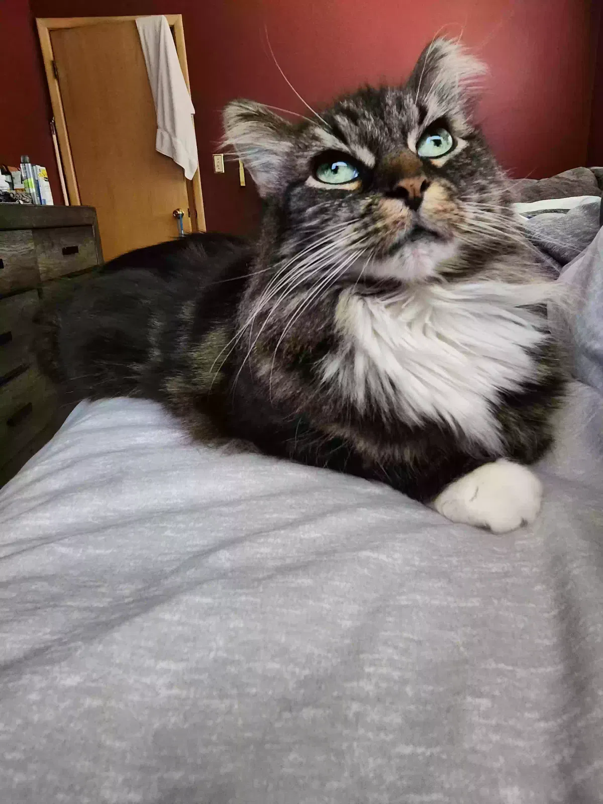 Lost cat in Cleveland, OH, 44144