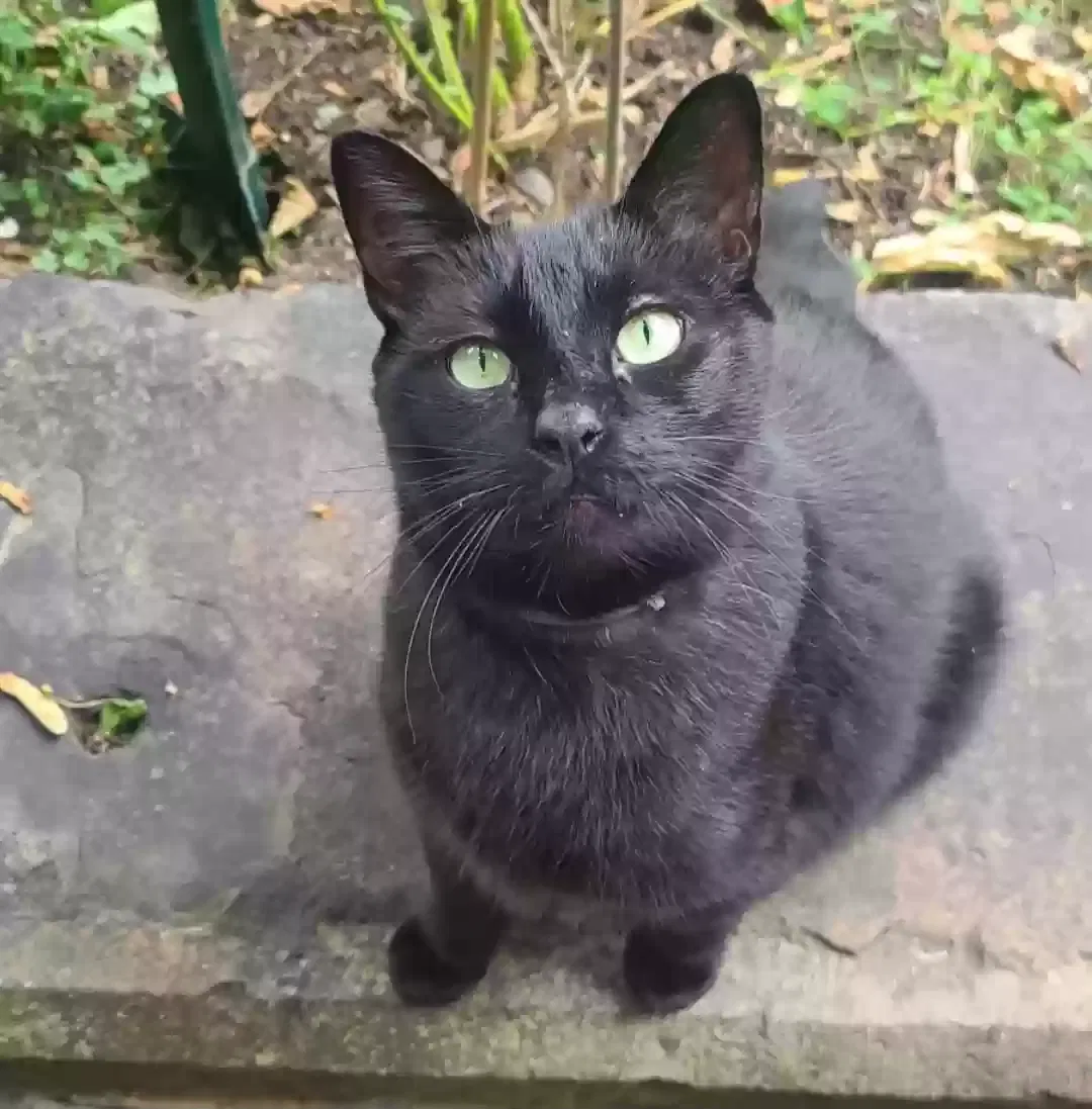 Lost cat in Kingston, NY, 12401