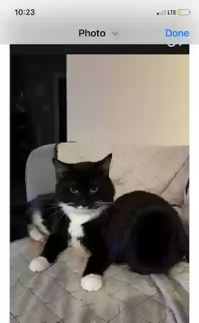 Lost cat in Cocoa, FL, 32926