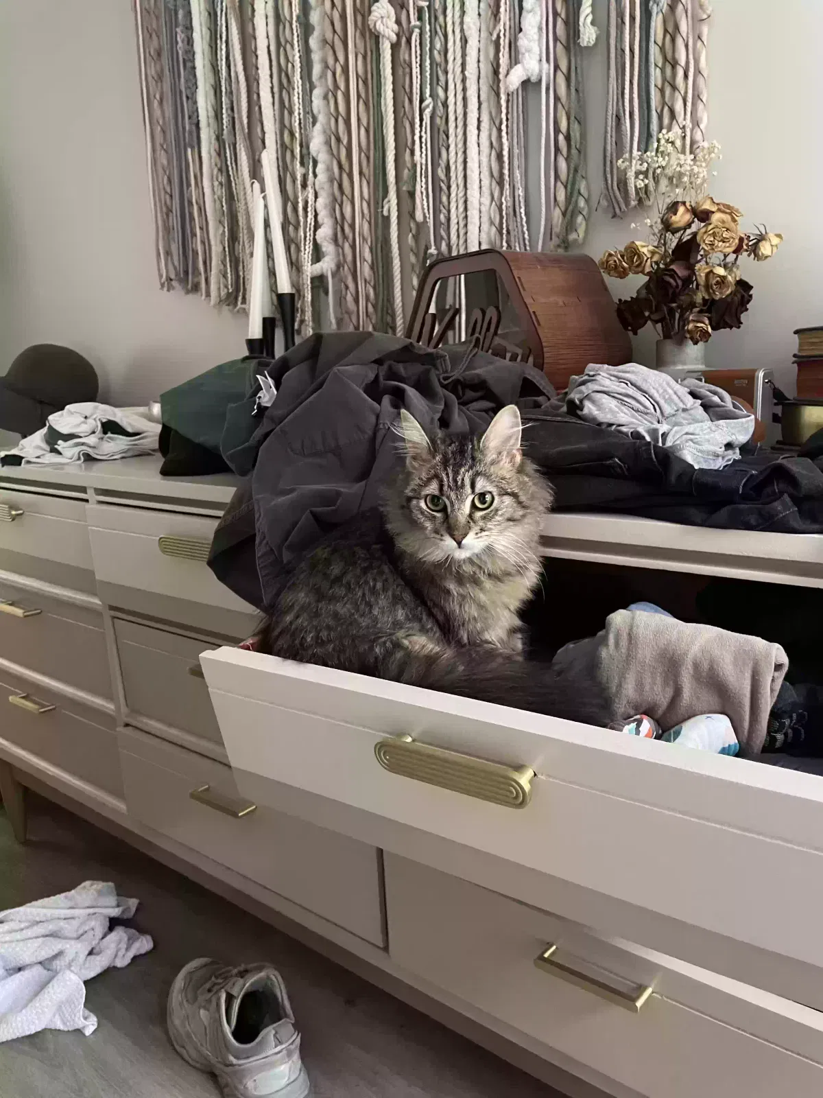 Lost cat in Antioch, TN, 37013