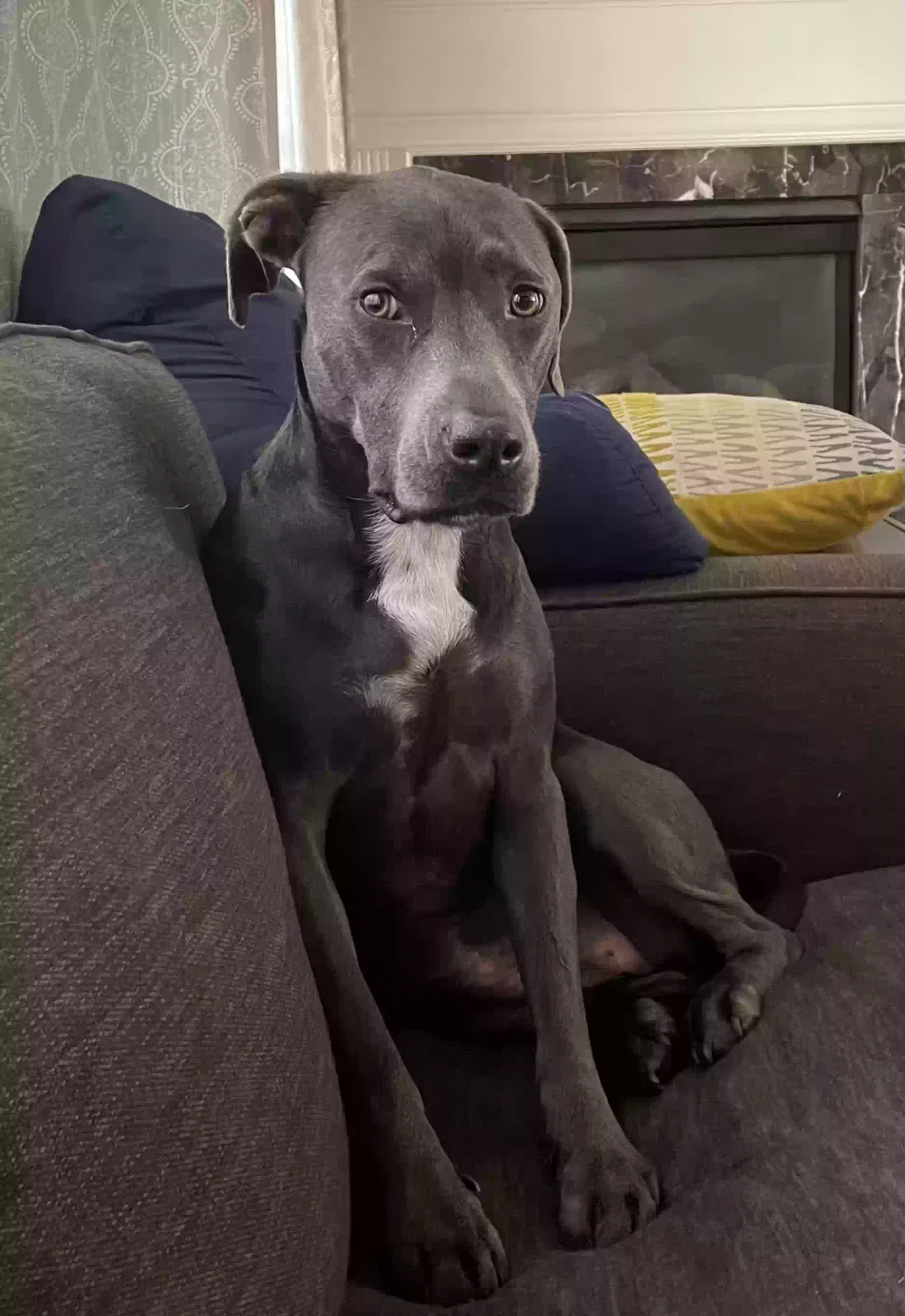 Lost dog in Atlanta, GA, 30339