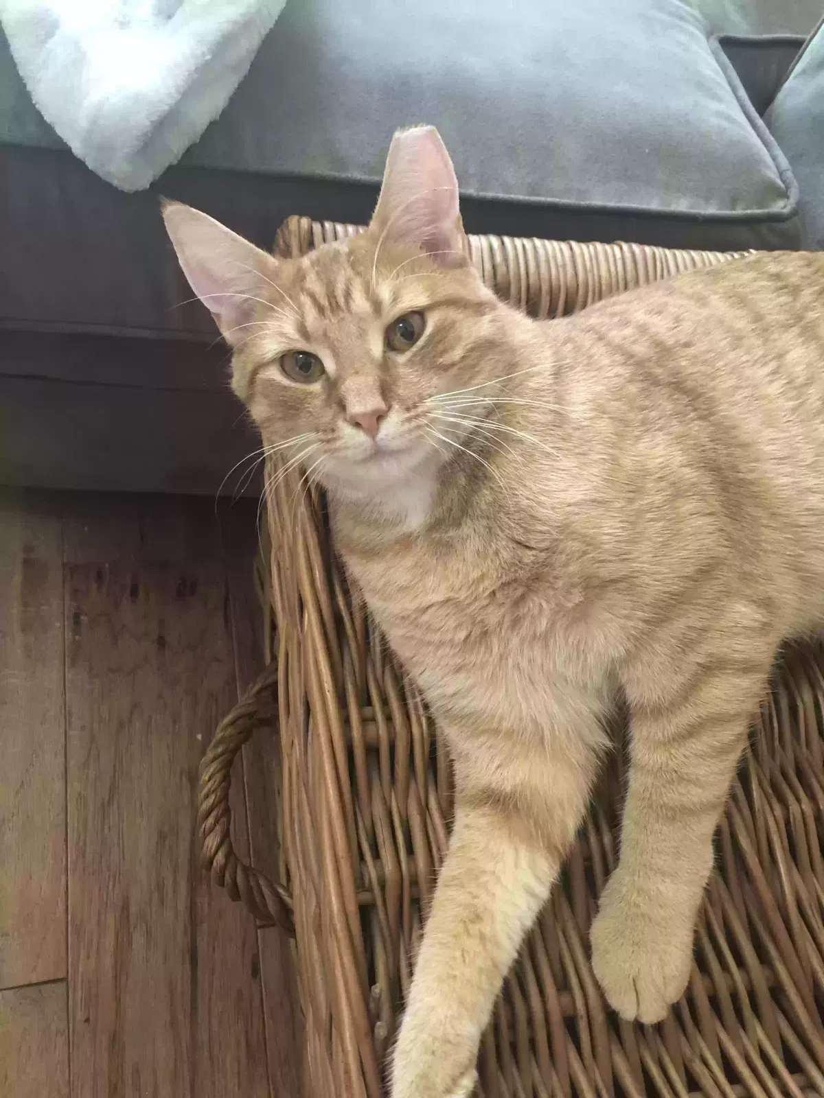 Lost cat in Lancaster, PA, 17602