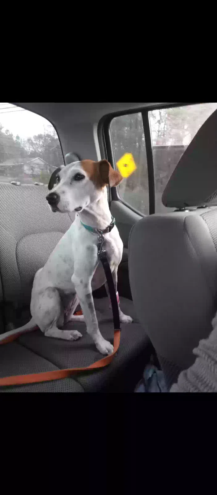 Lost dog in Woodstock, GA, 30188