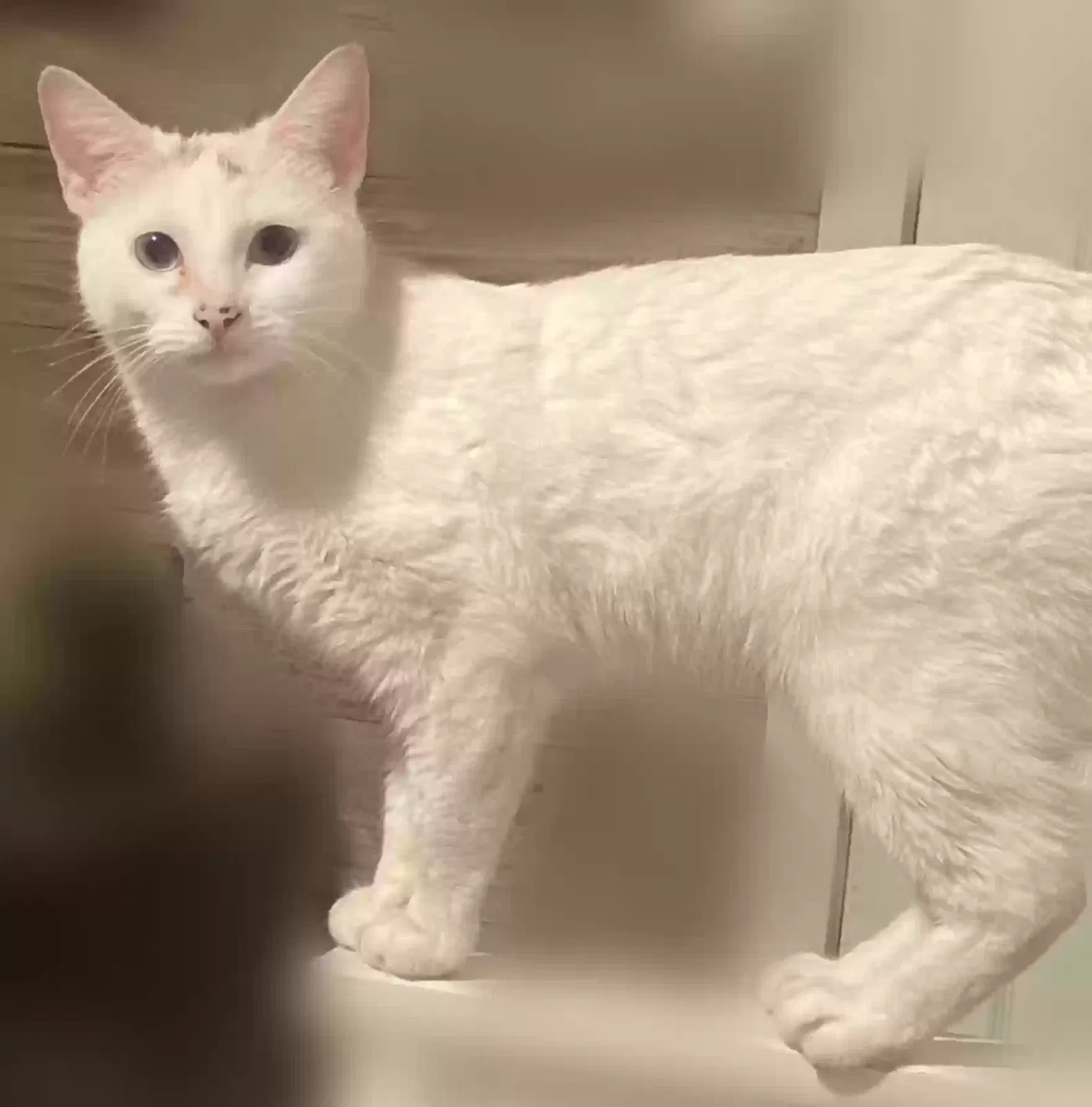 Lost cat in Houston, TX, 77067