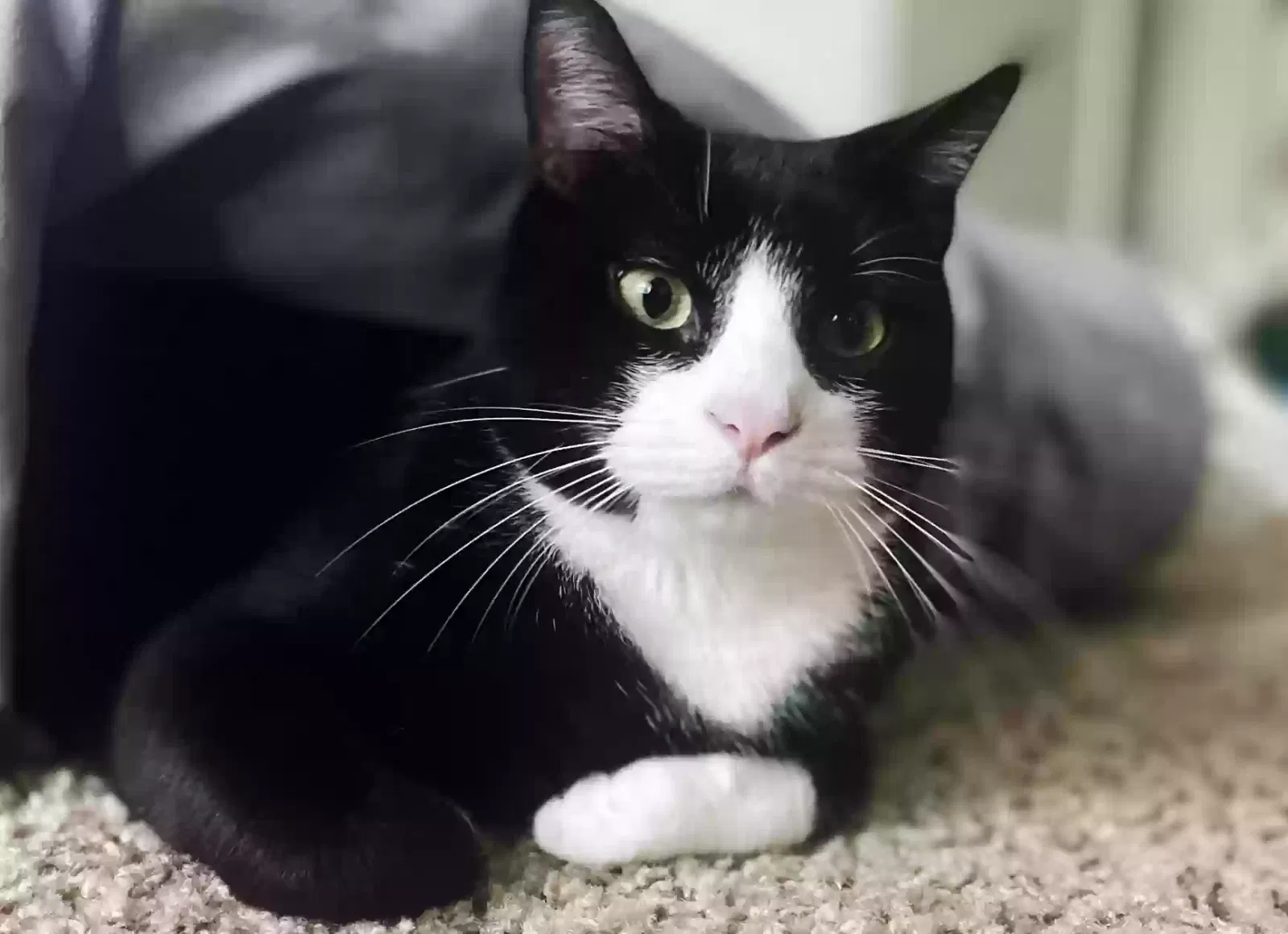 Lost cat in Tallahassee, FL, 32311