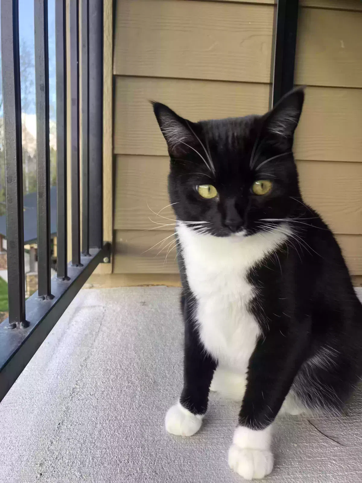 Lost cat in Vancouver, WA, 98684