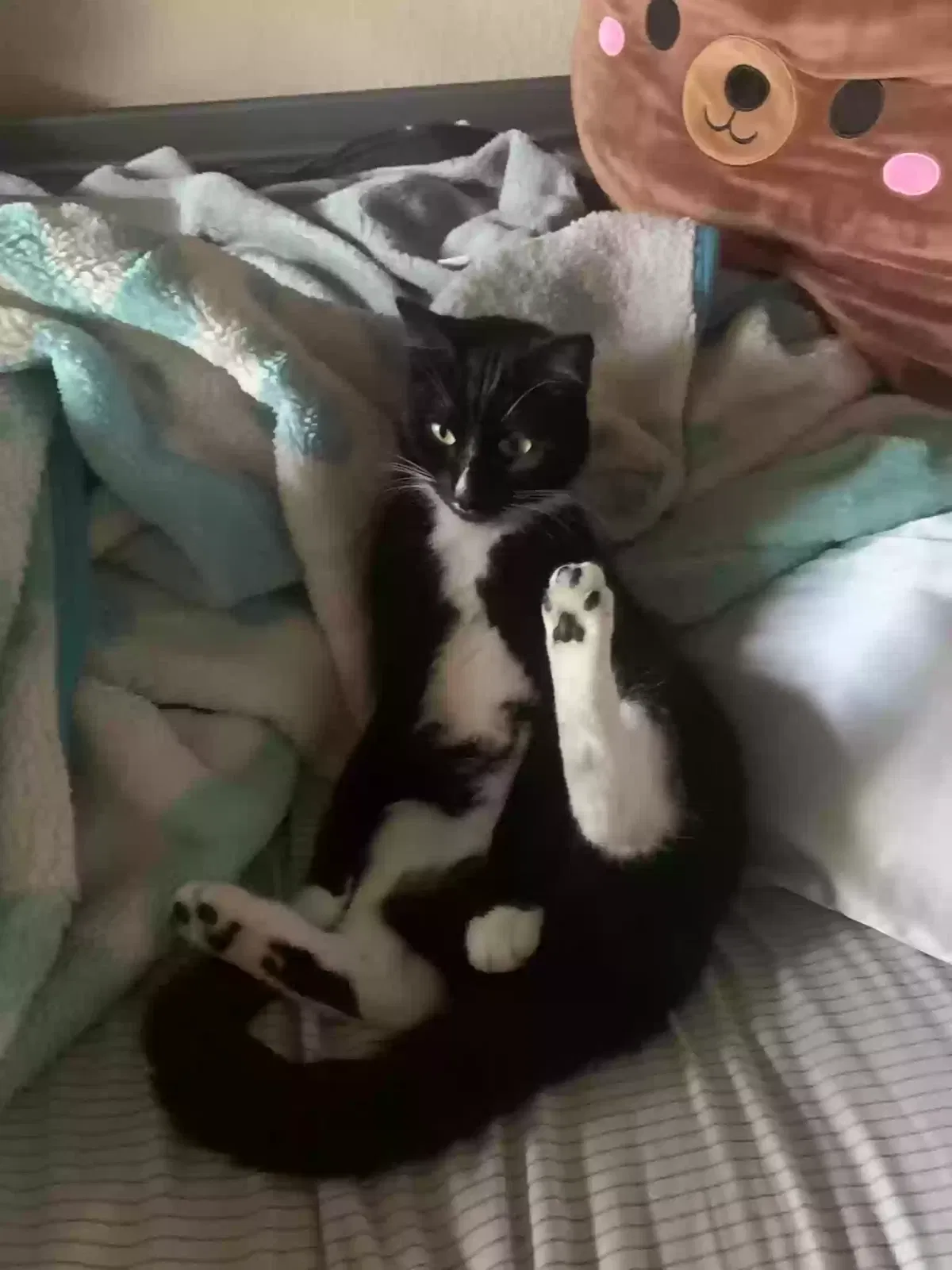 Lost cat in Marina, CA, 93933