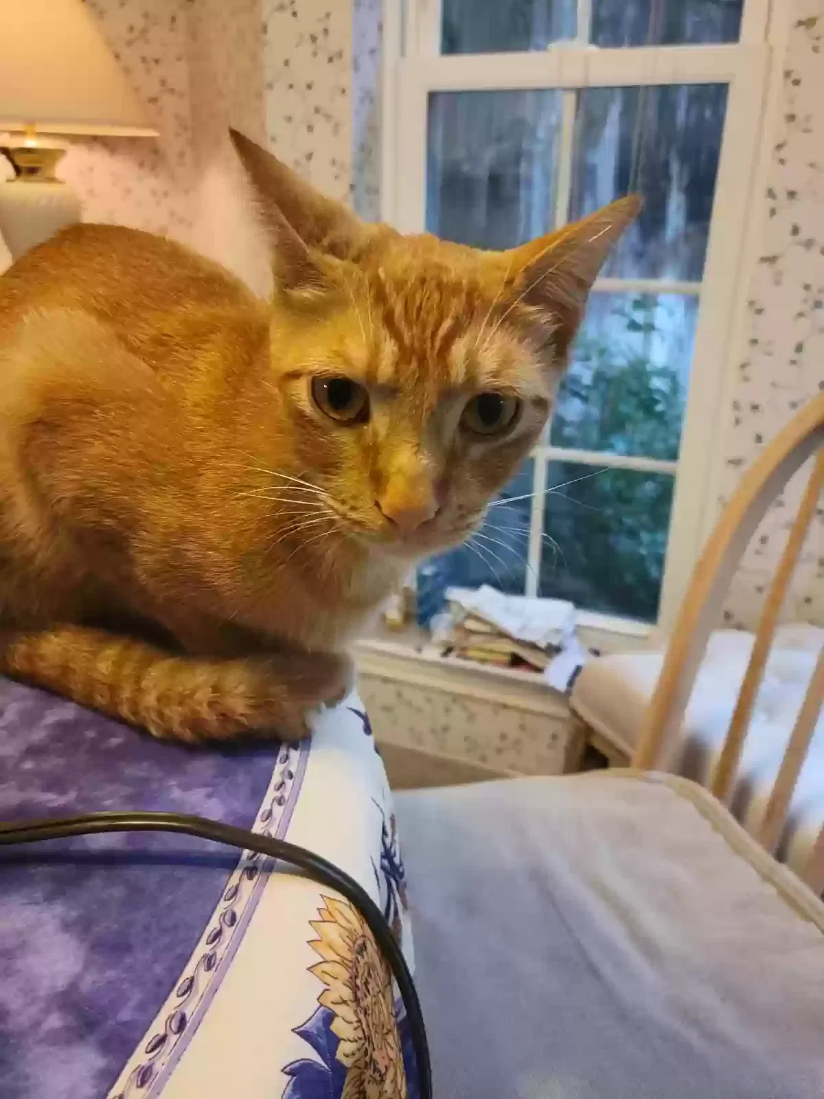 Lost cat in Richmond, TX, 77406