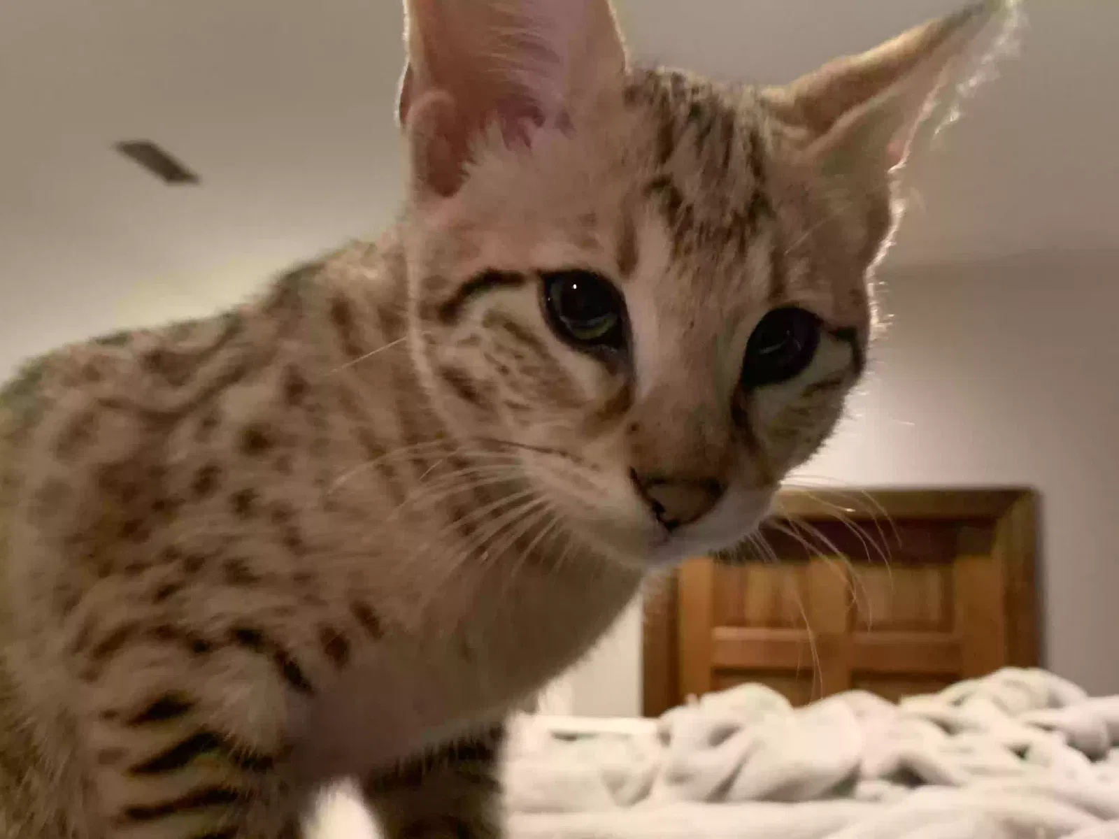 Lost cat in Hillsdale, MI, 49242