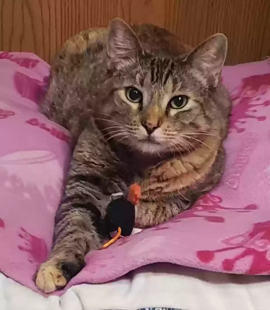Lost cat in Pacific, MO, 63069