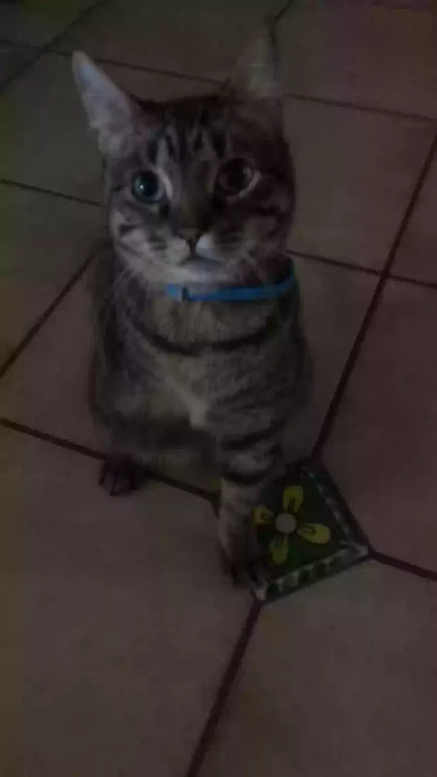 Lost cat in Miami, FL, 33145