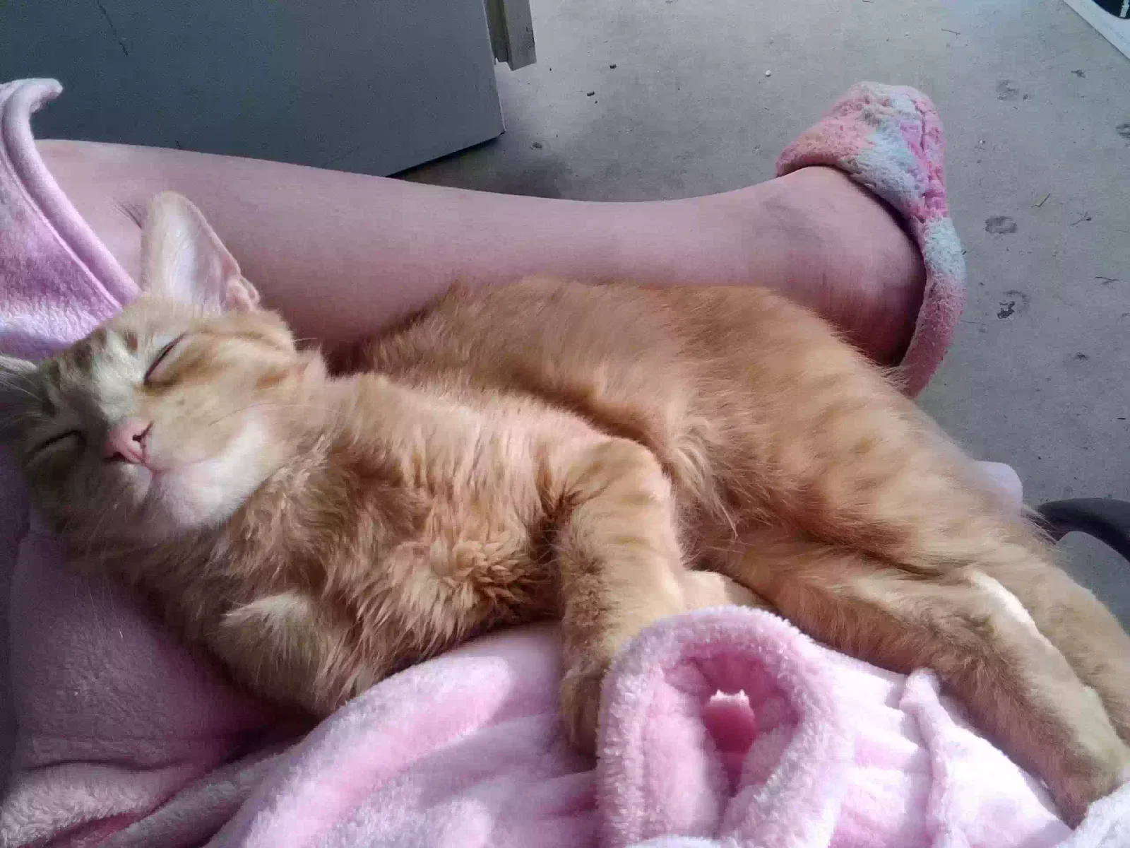 Lost cat in Tucson, AZ, 85716