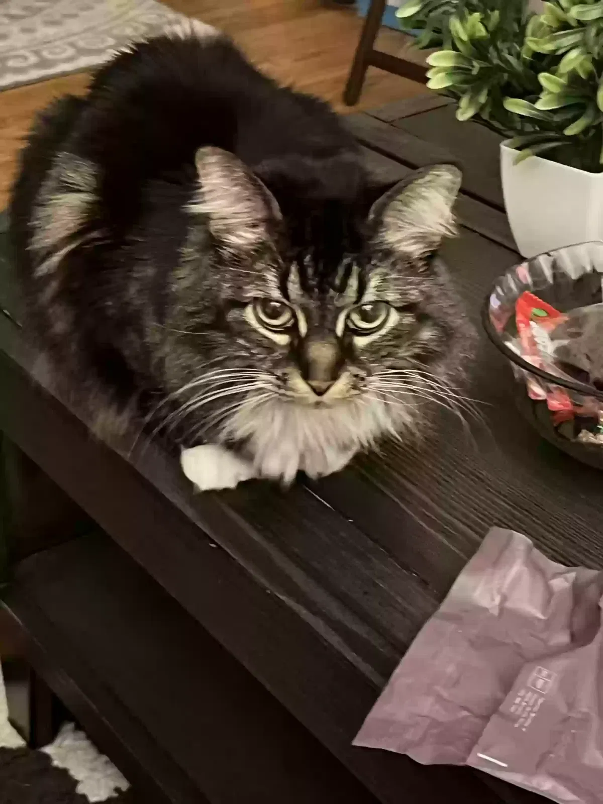 Lost cat in Cleveland, OH, 44144