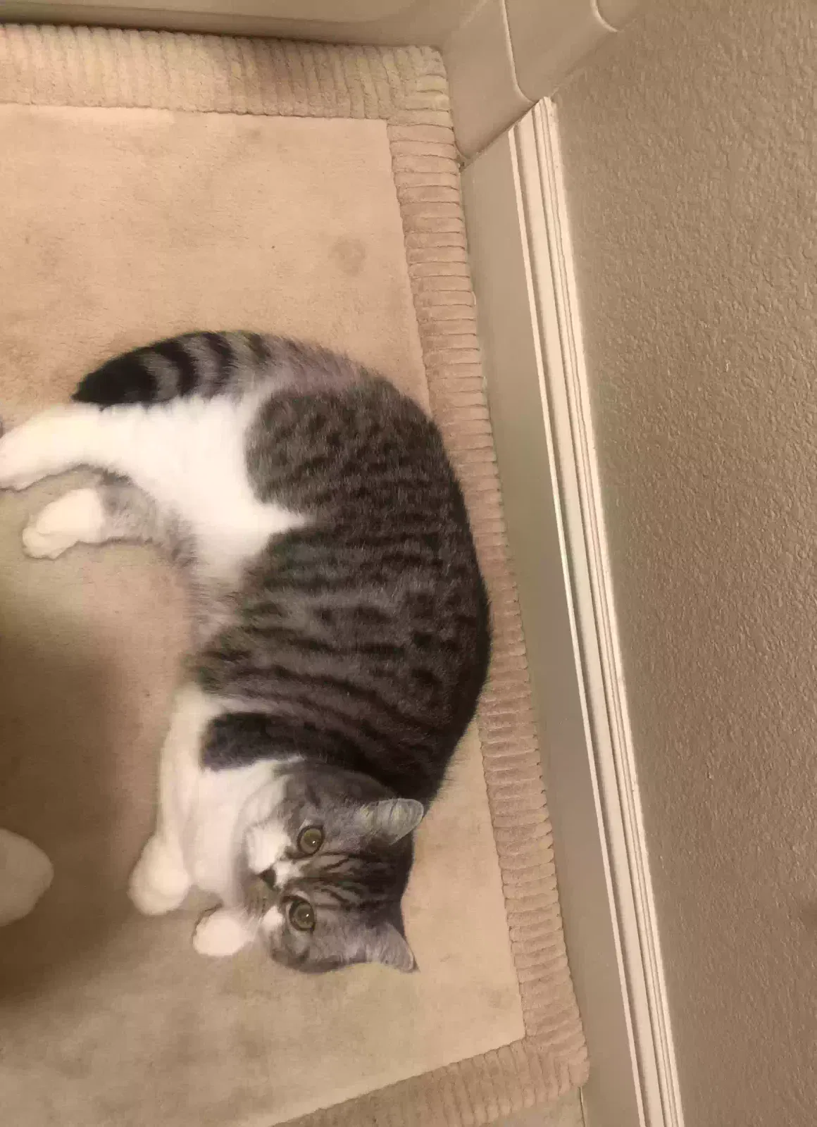 Lost cat in El Dorado Hills, CA, 95762