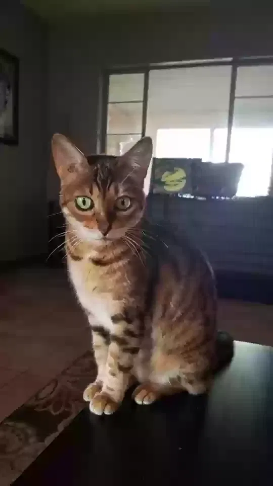 Lost cat in Orlando, FL, 32807