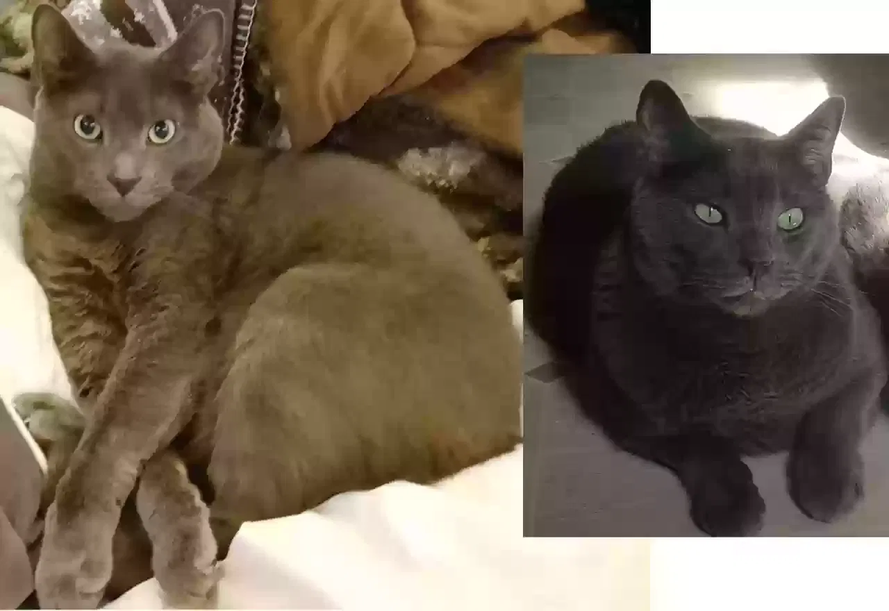 Lost cat in Grand Rapids, MI, 49503