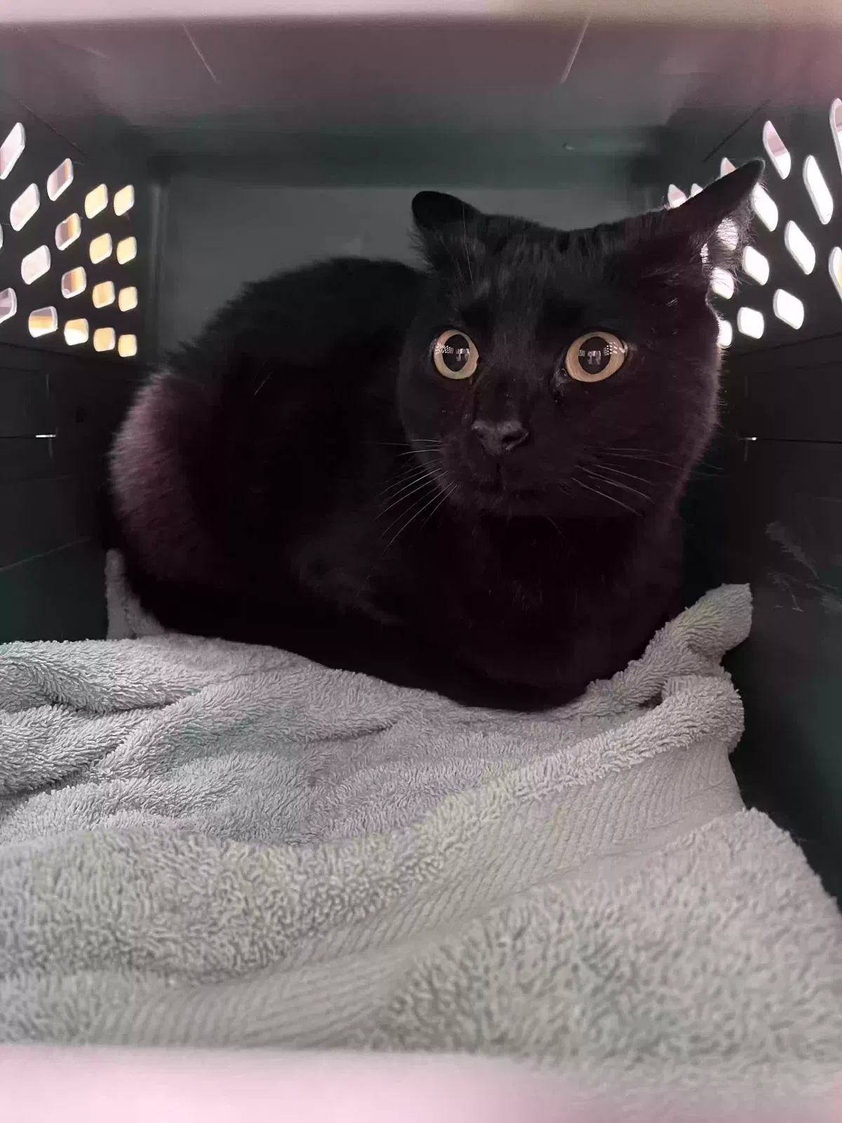 Lost cat in Dumont, IA, 50625