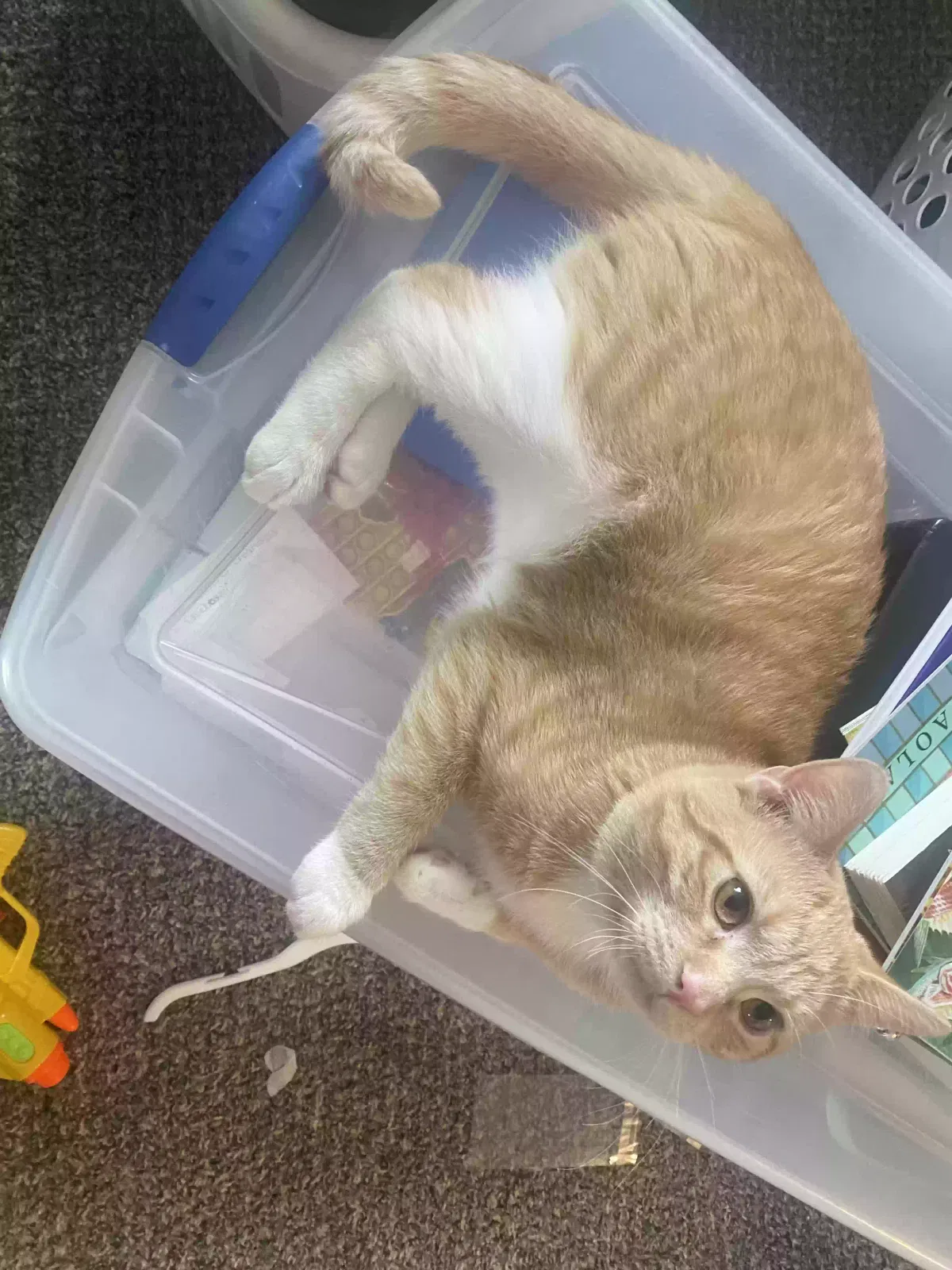 Lost cat in Bondurant, IA, 50035