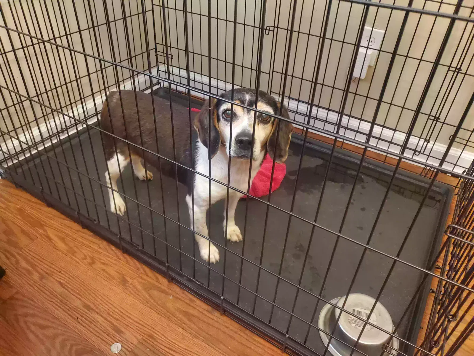 Found dog in Smyrna, TN, 37167