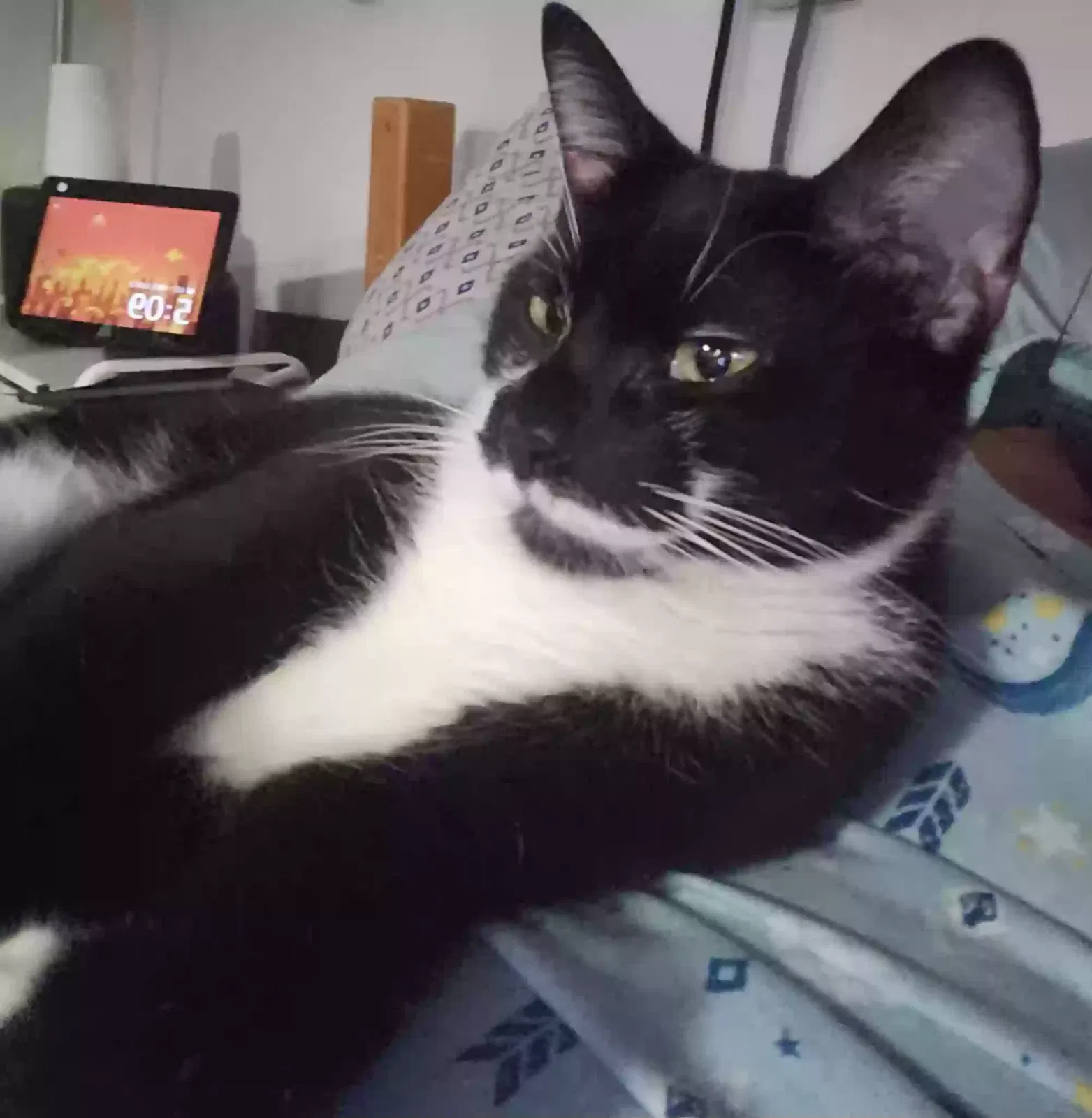 Lost cat in Woodhaven, NY, 11421