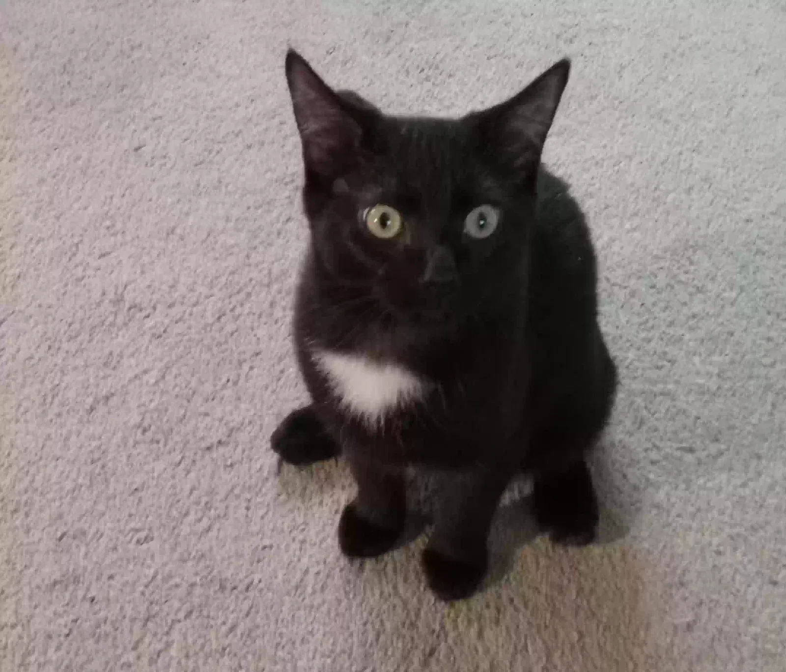 Lost cat in Creston, OH, 44217
