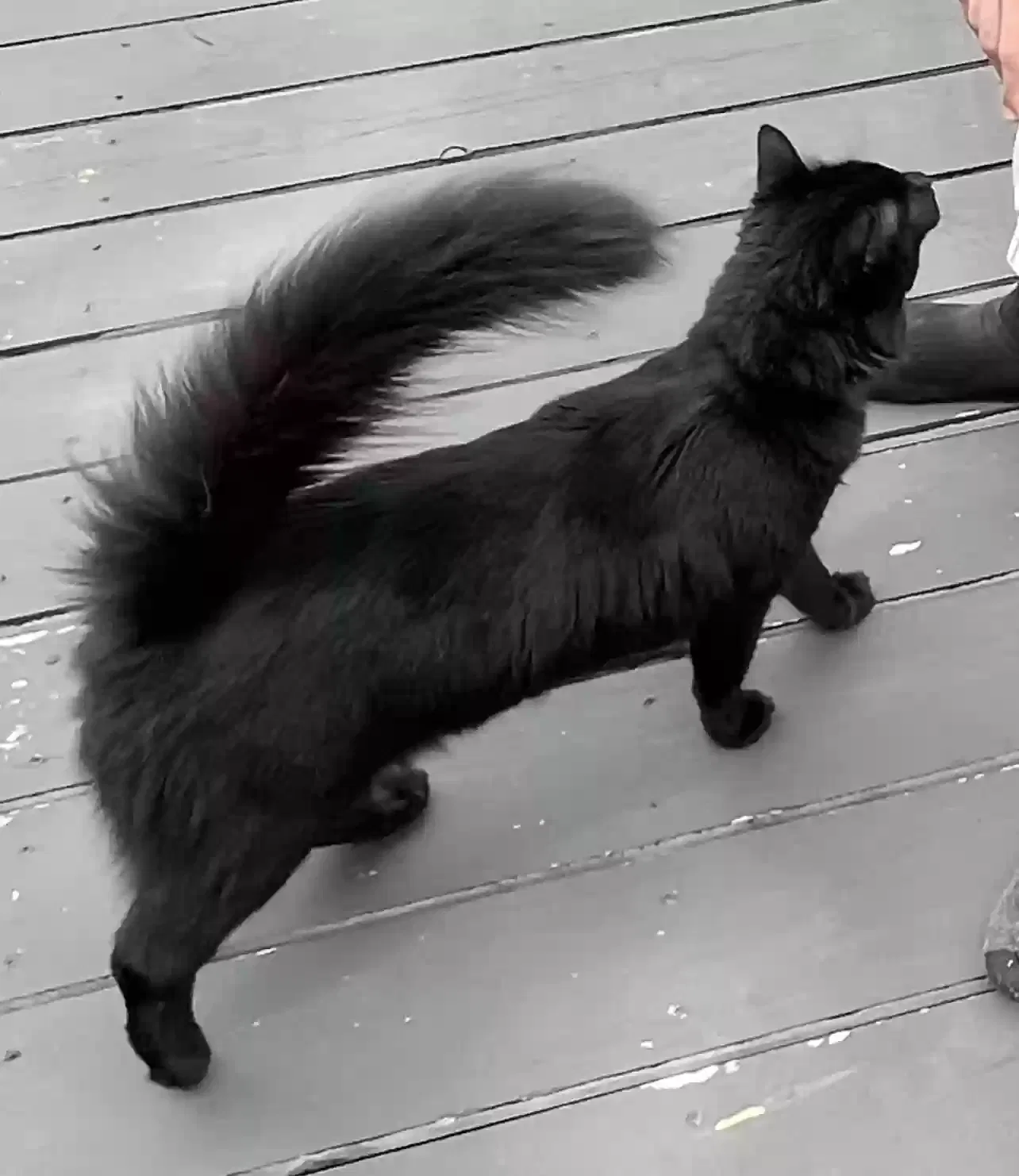 Lost cat in Fayetteville, NC, 28306