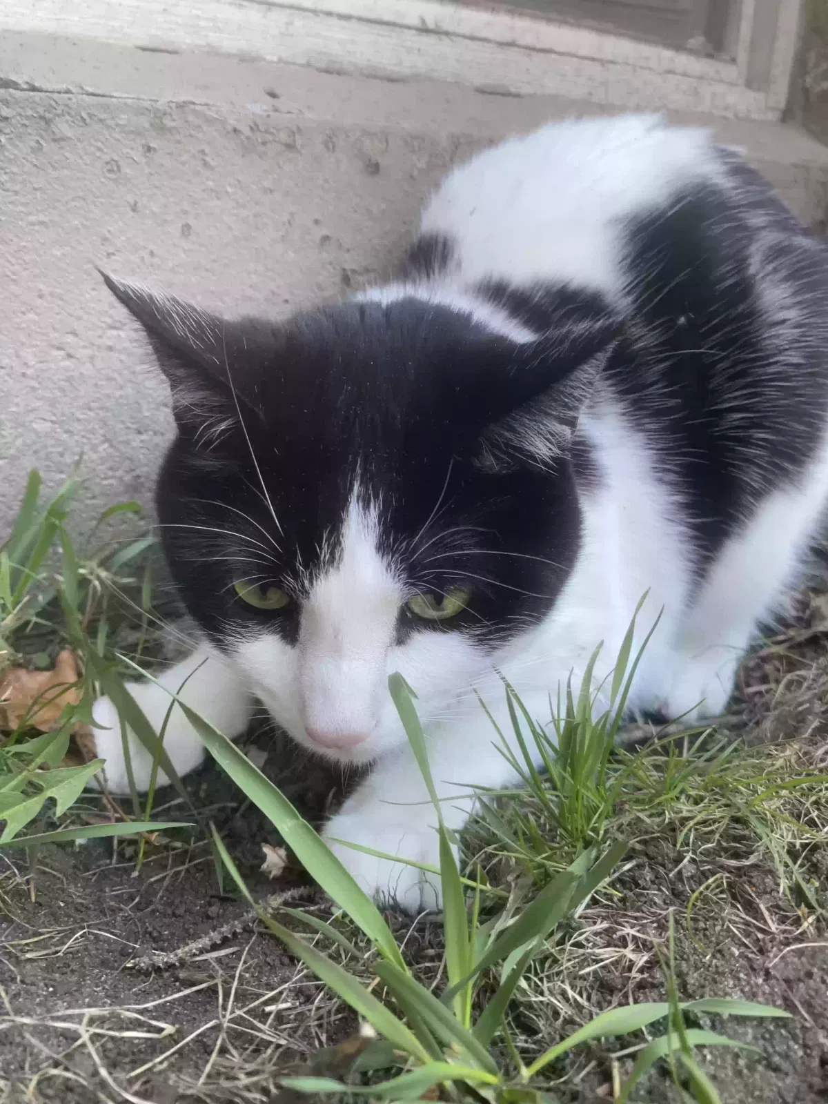 Lost cat in Waite Park, MN, 56387