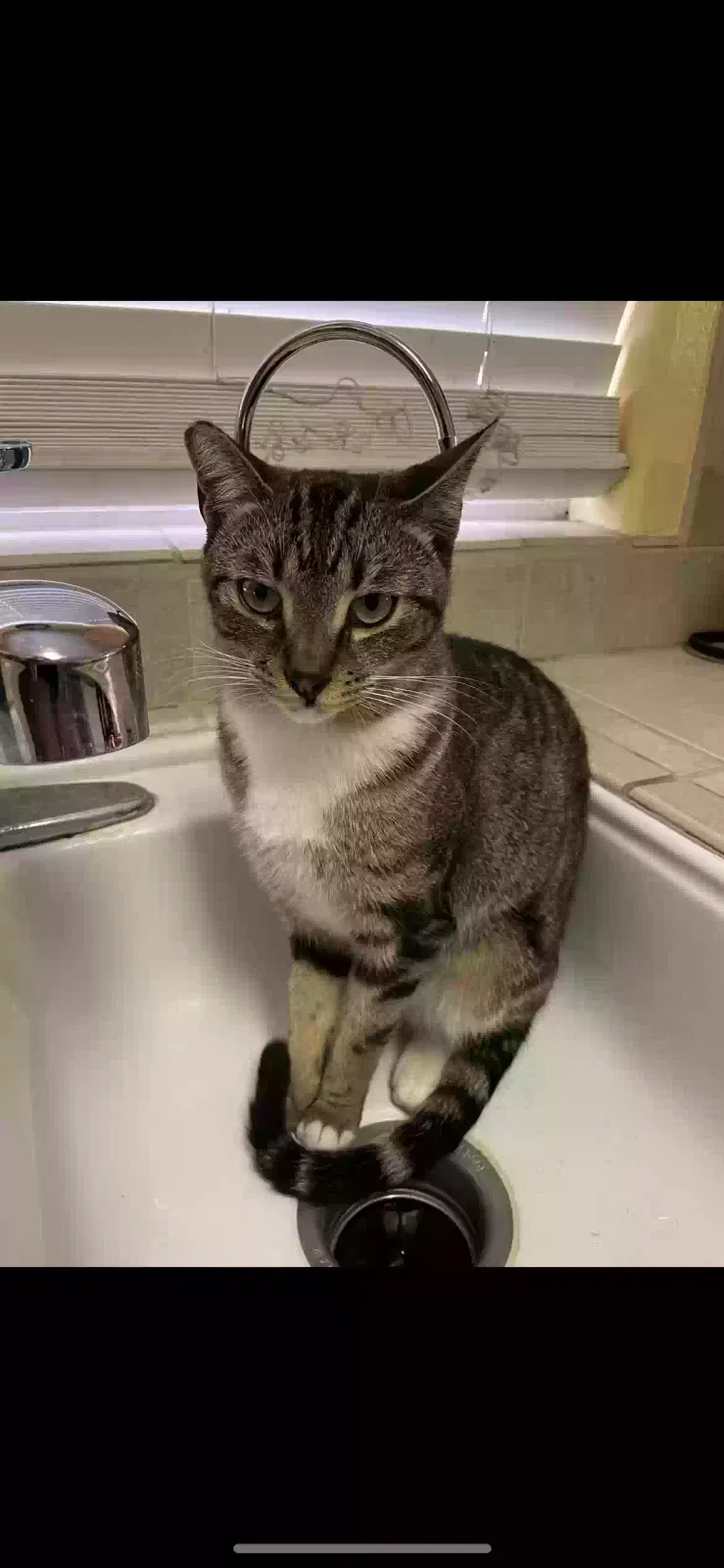 Lost cat in Bakersfield, CA, 93301