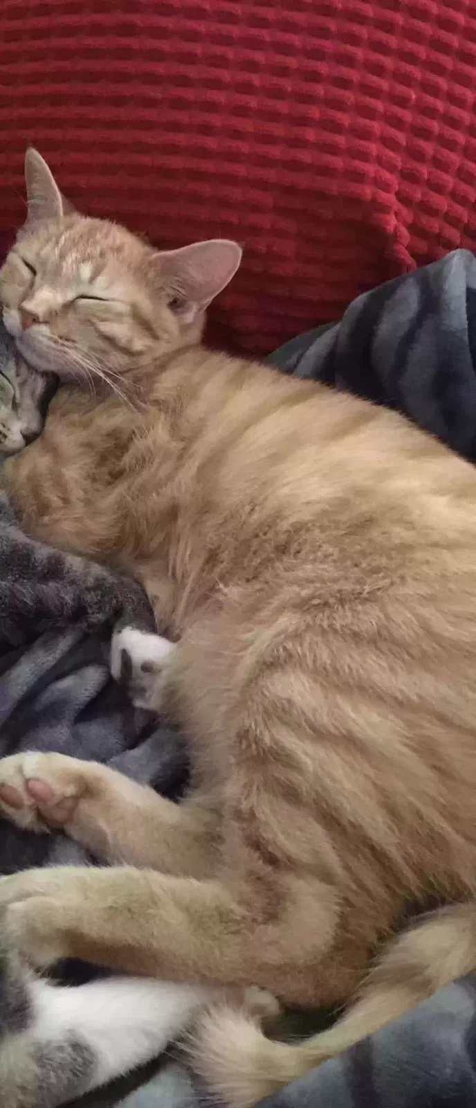 Lost cat in Whitsett, NC, 27377