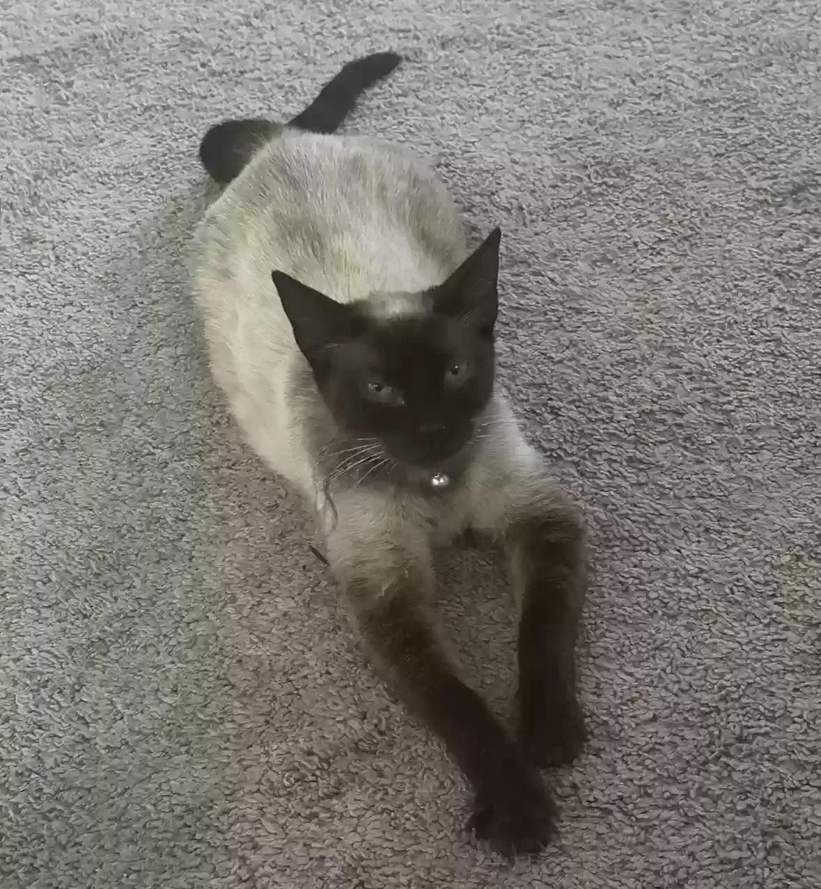 Lost cat in Hemet, CA, 92543