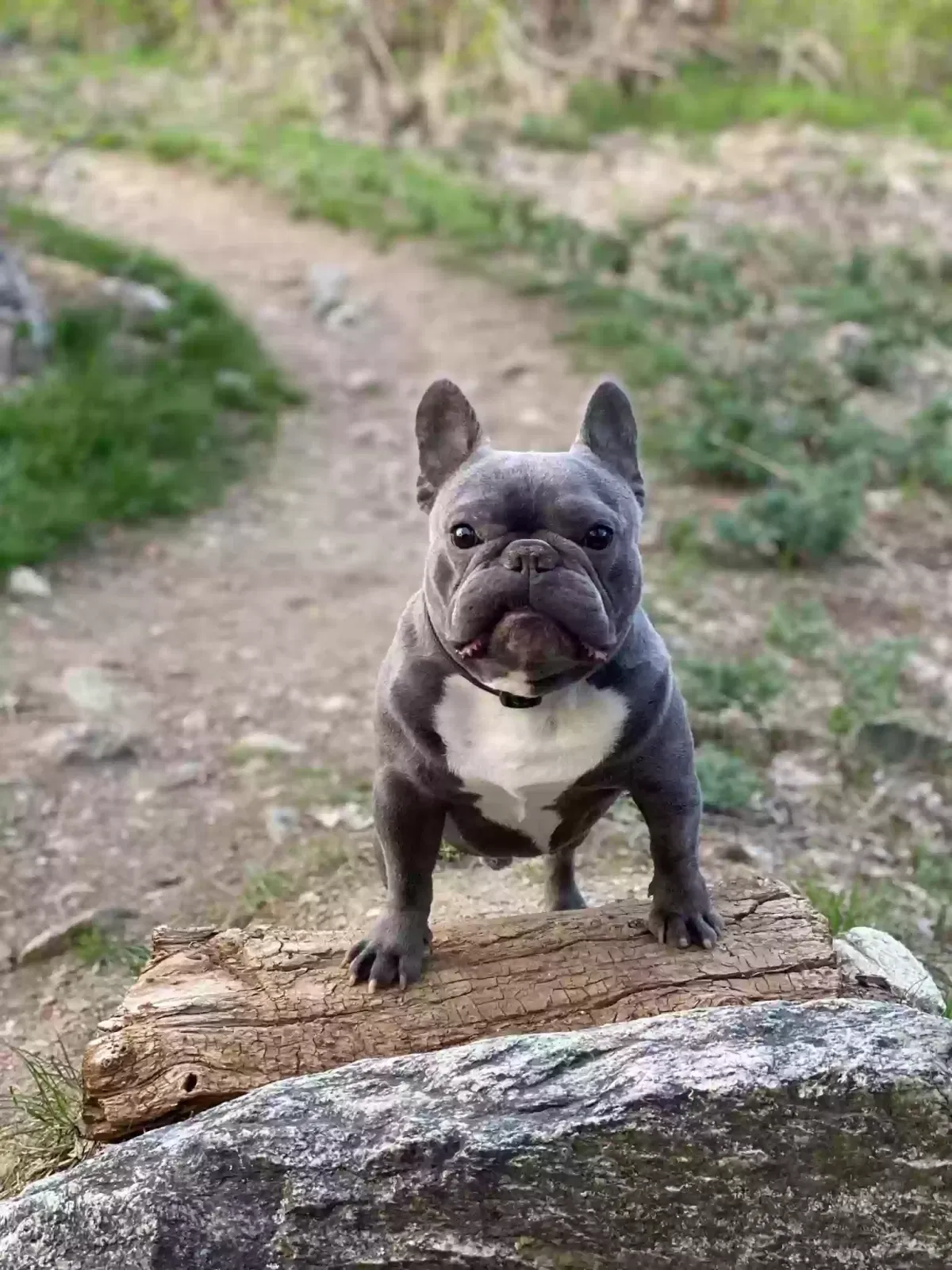 Lost dog in Farmington, UT, 84025