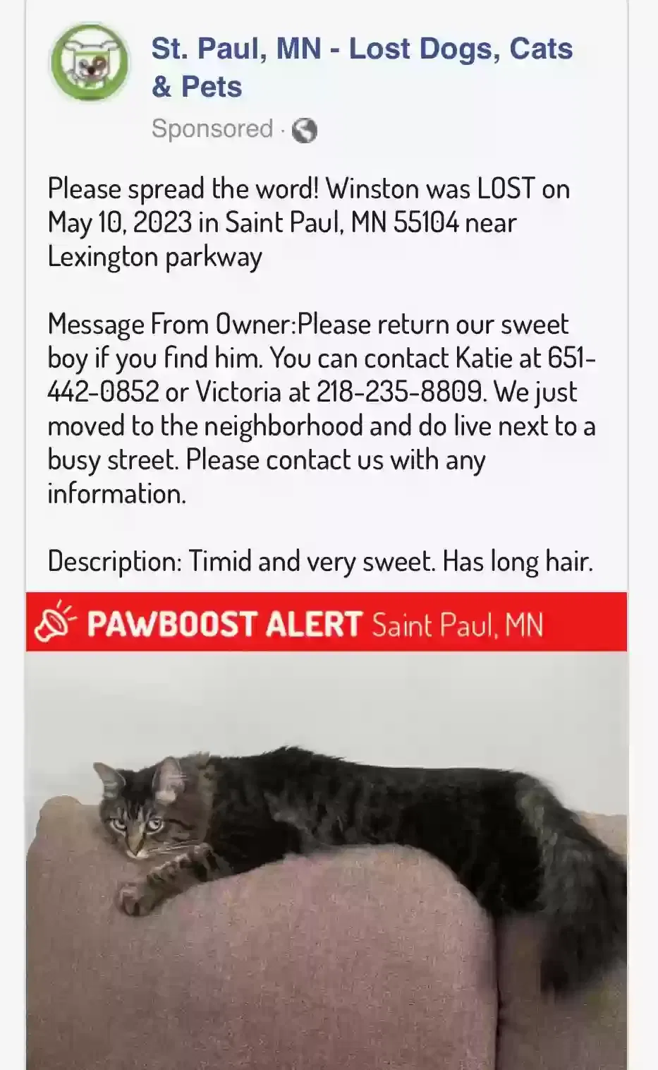 Lost cat in Saint Paul, MN, 55104