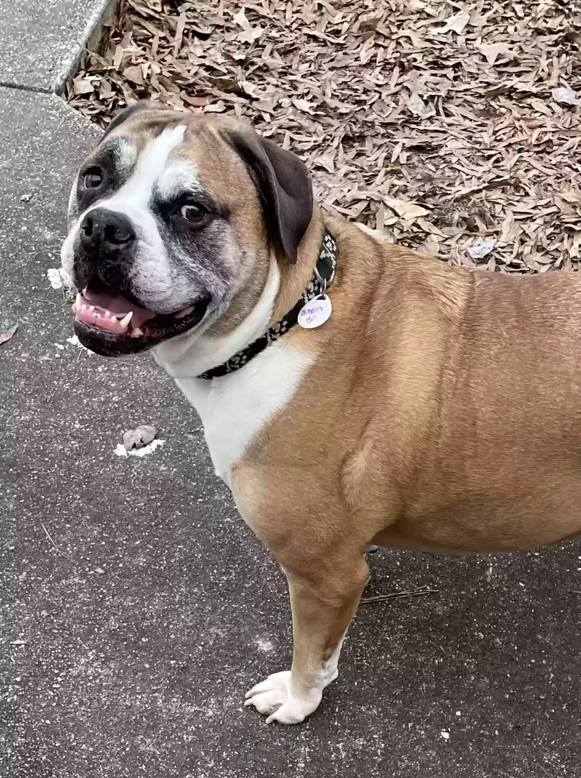 Lost dog in Glen Allen, VA, 23059