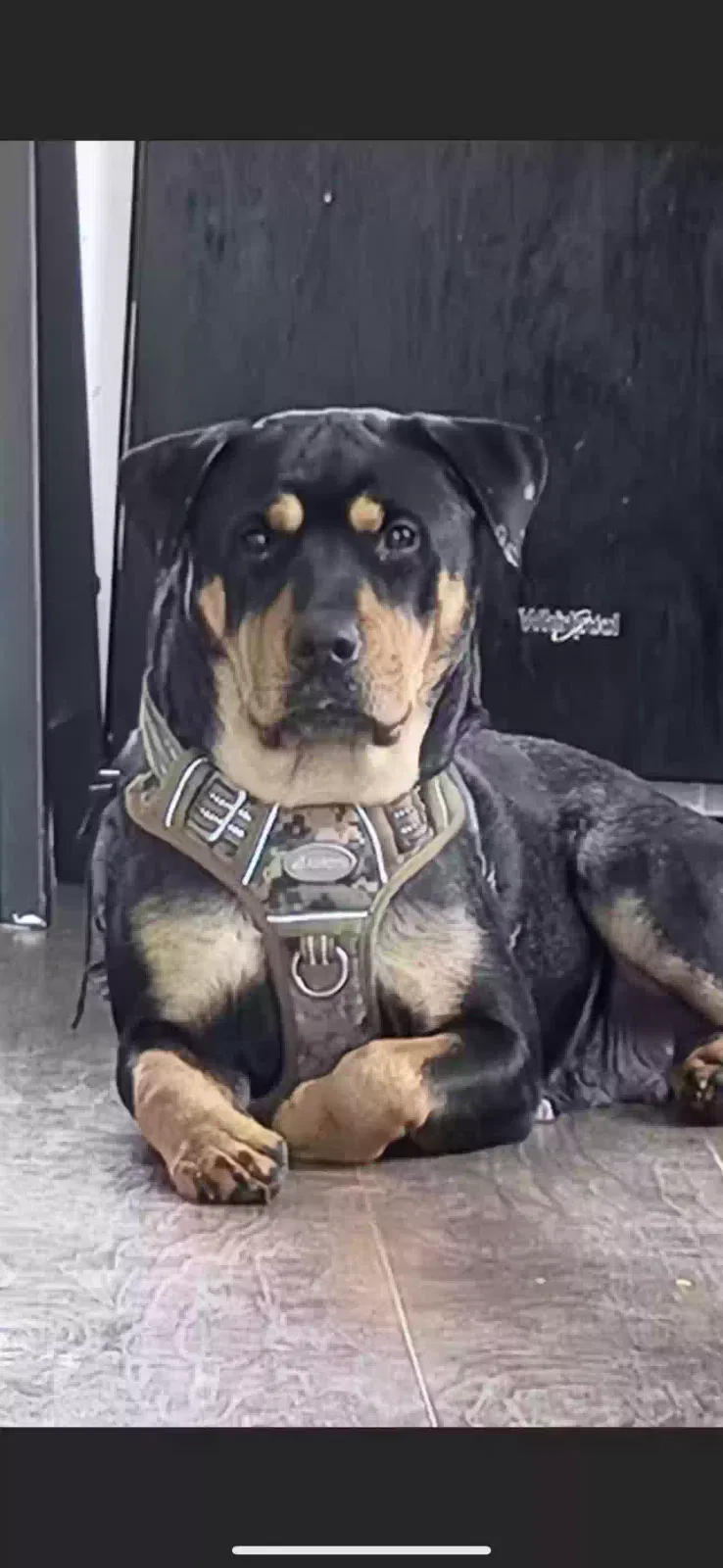 Lost dog in Olathe, KS, 66061