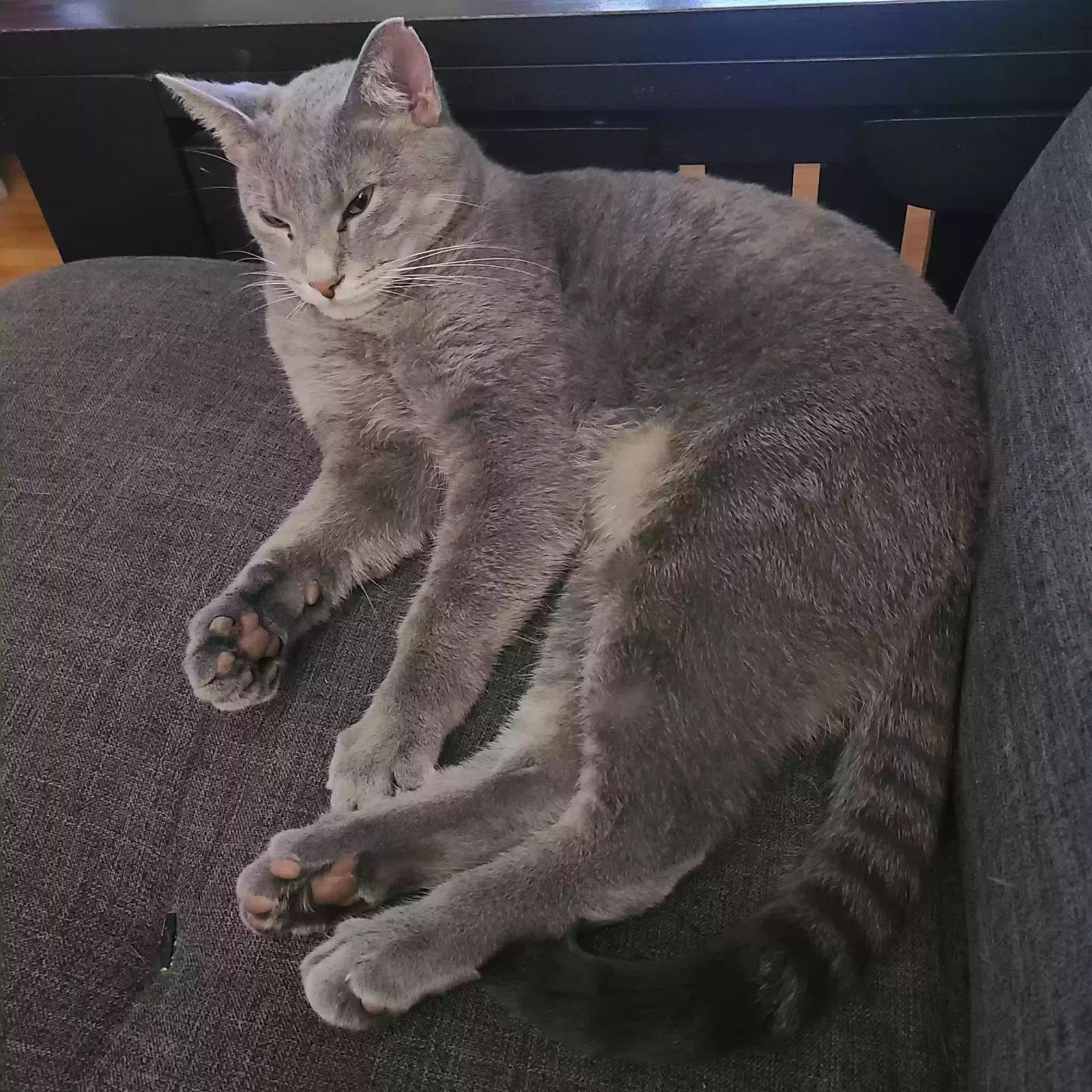 Lost cat in Cincinnati, OH, 45236