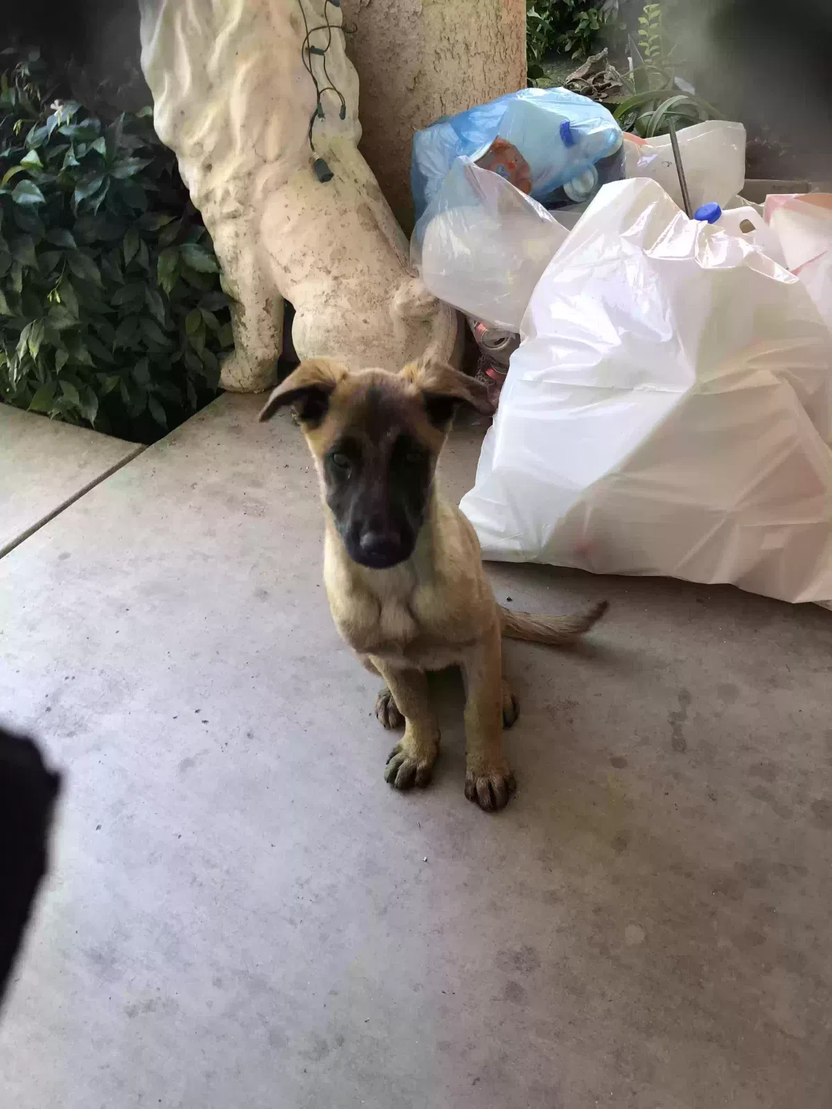 Found dog in Bakersfield, CA, 93307